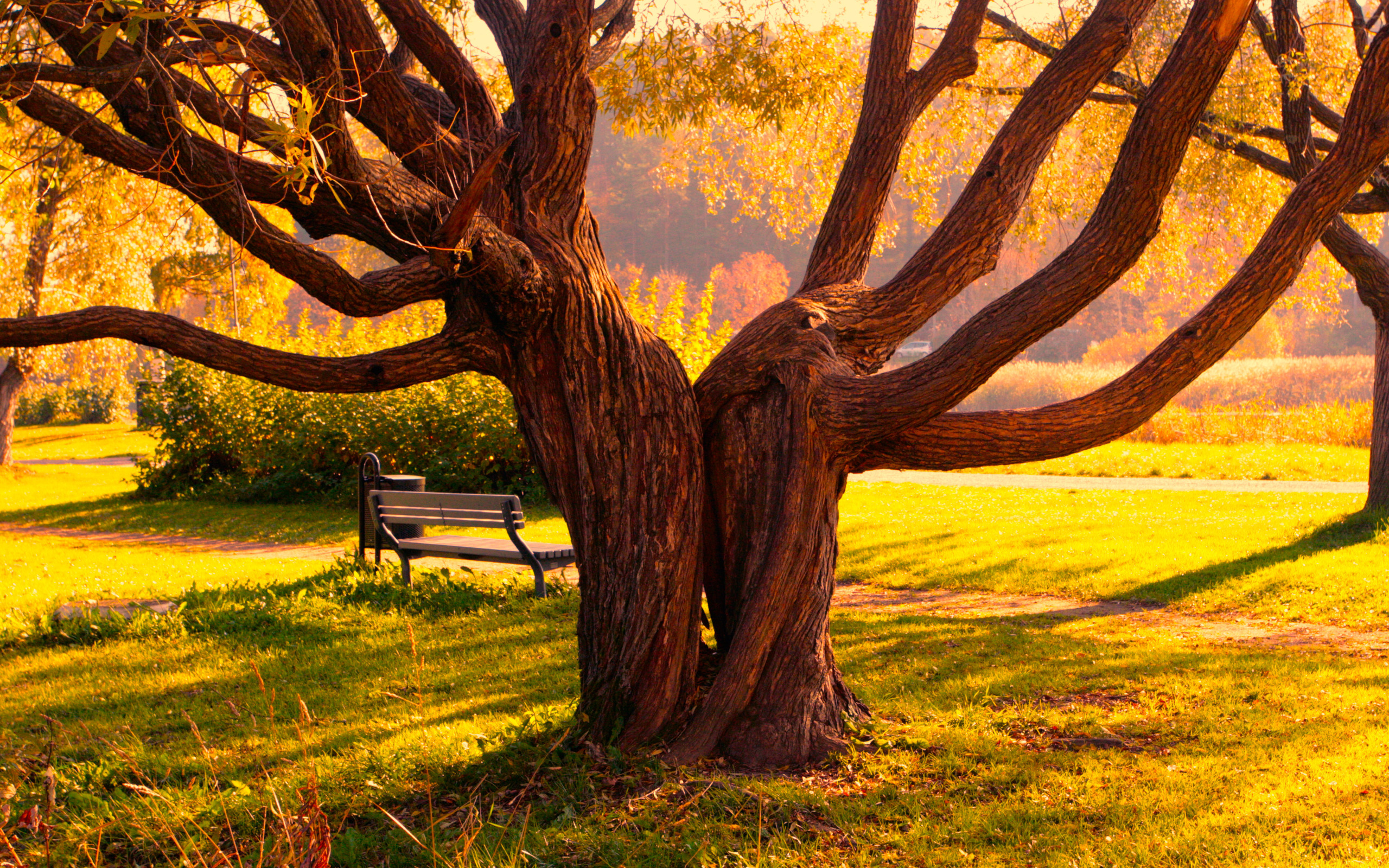 Laden Sie das Bank, Park, Baum, Fotografie-Bild kostenlos auf Ihren PC-Desktop herunter