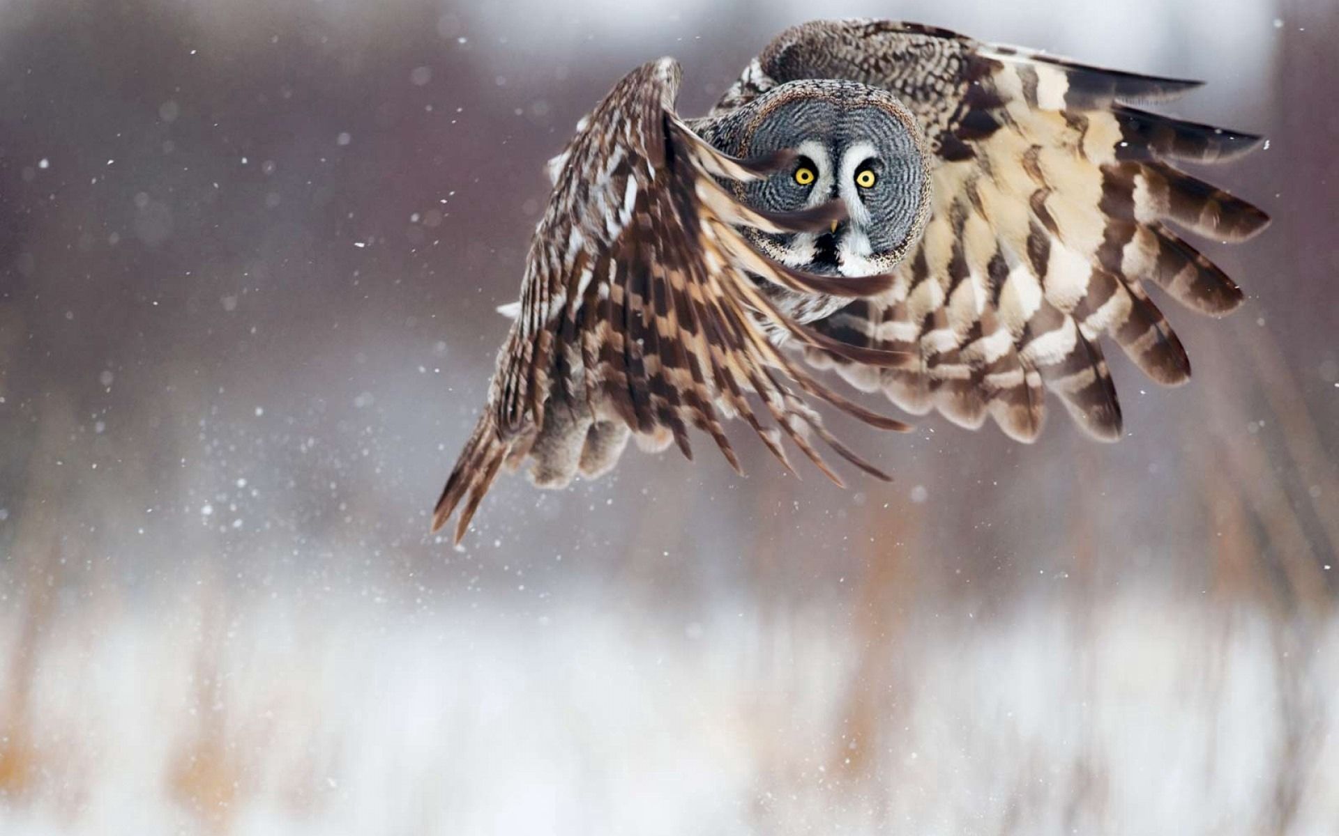 Download mobile wallpaper Animals, Flight, Predator, Bird, Owl for free.