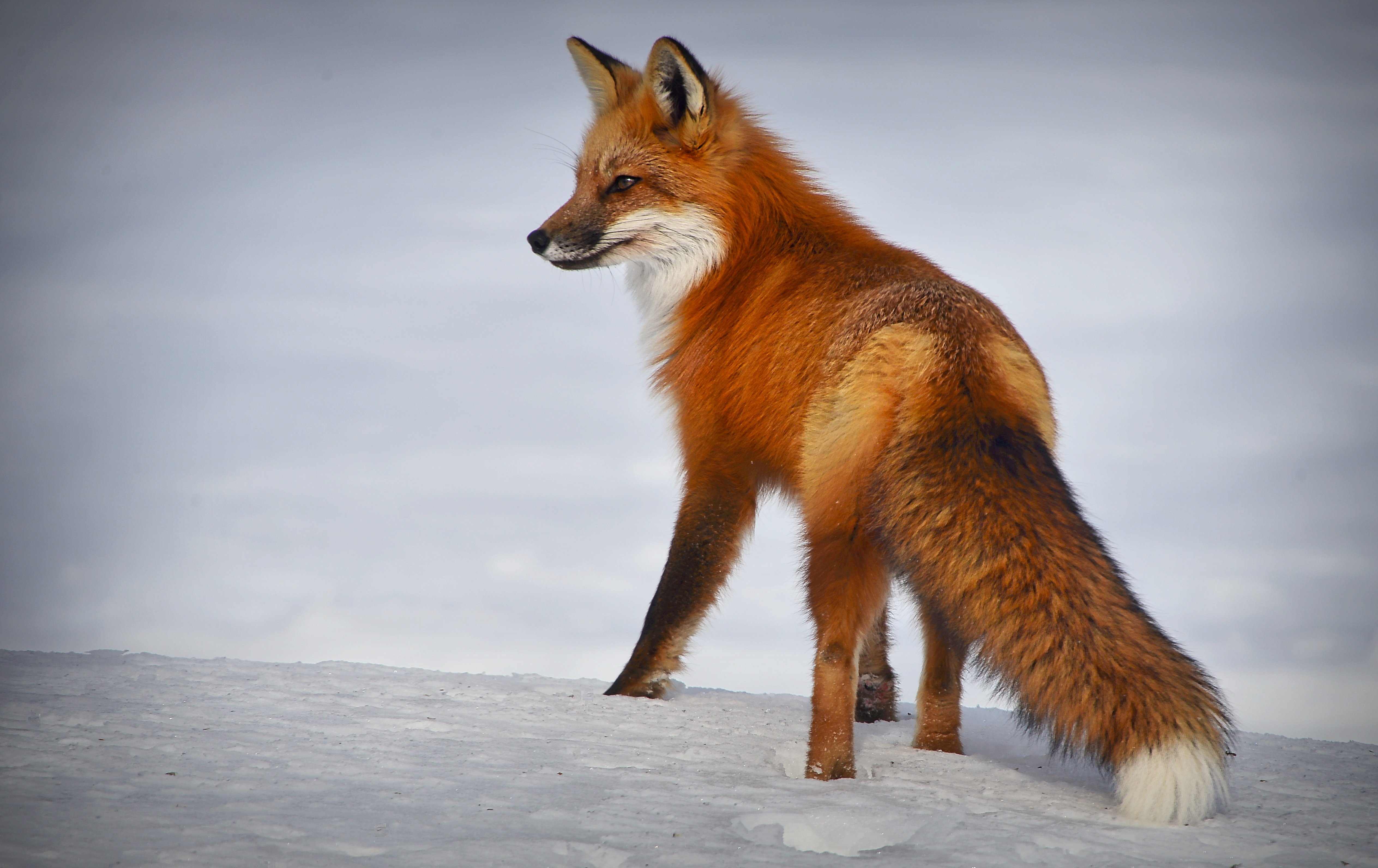 Free download wallpaper Fox, Animal on your PC desktop