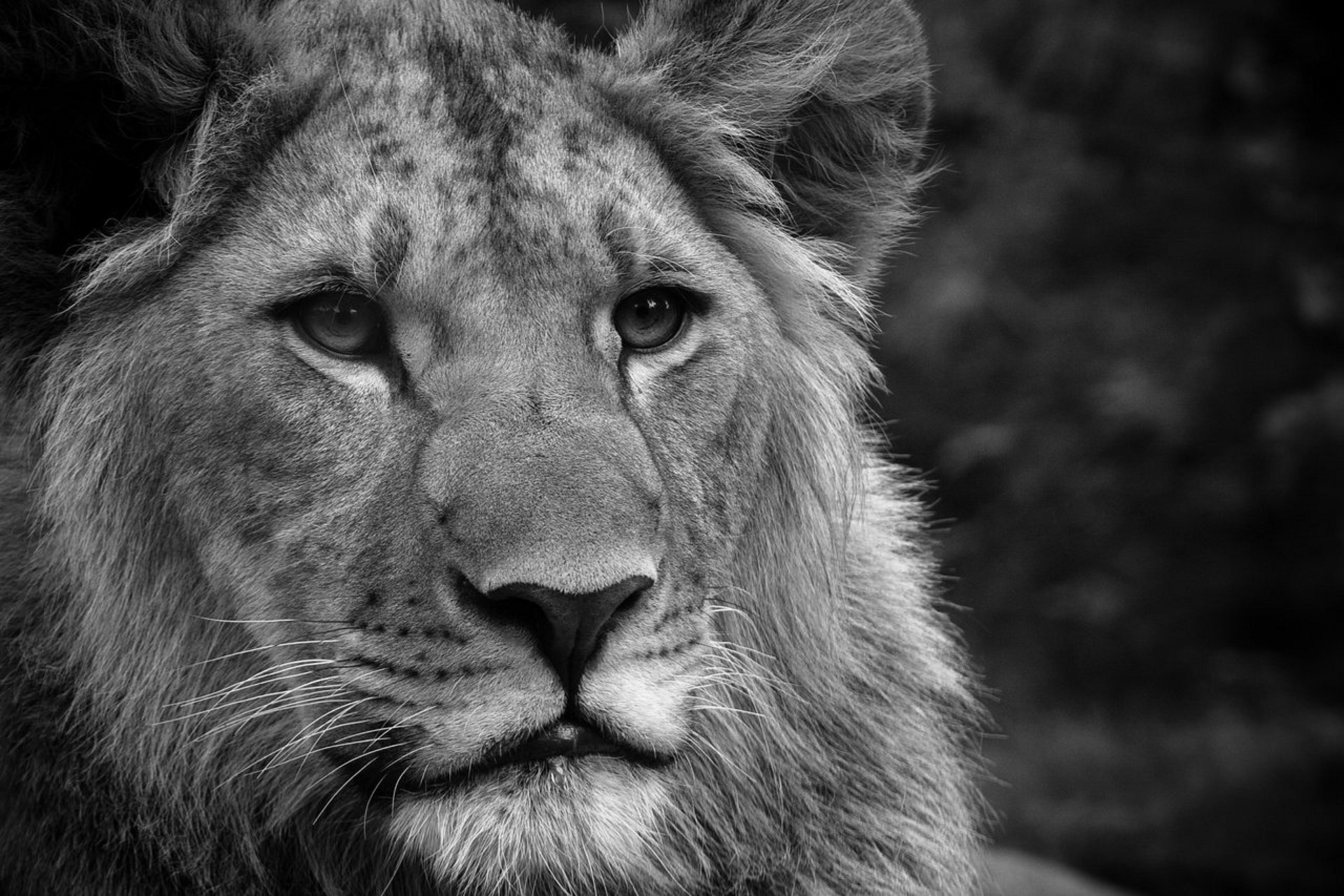 Téléchargez gratuitement l'image Animaux, Chats, Lion sur le bureau de votre PC