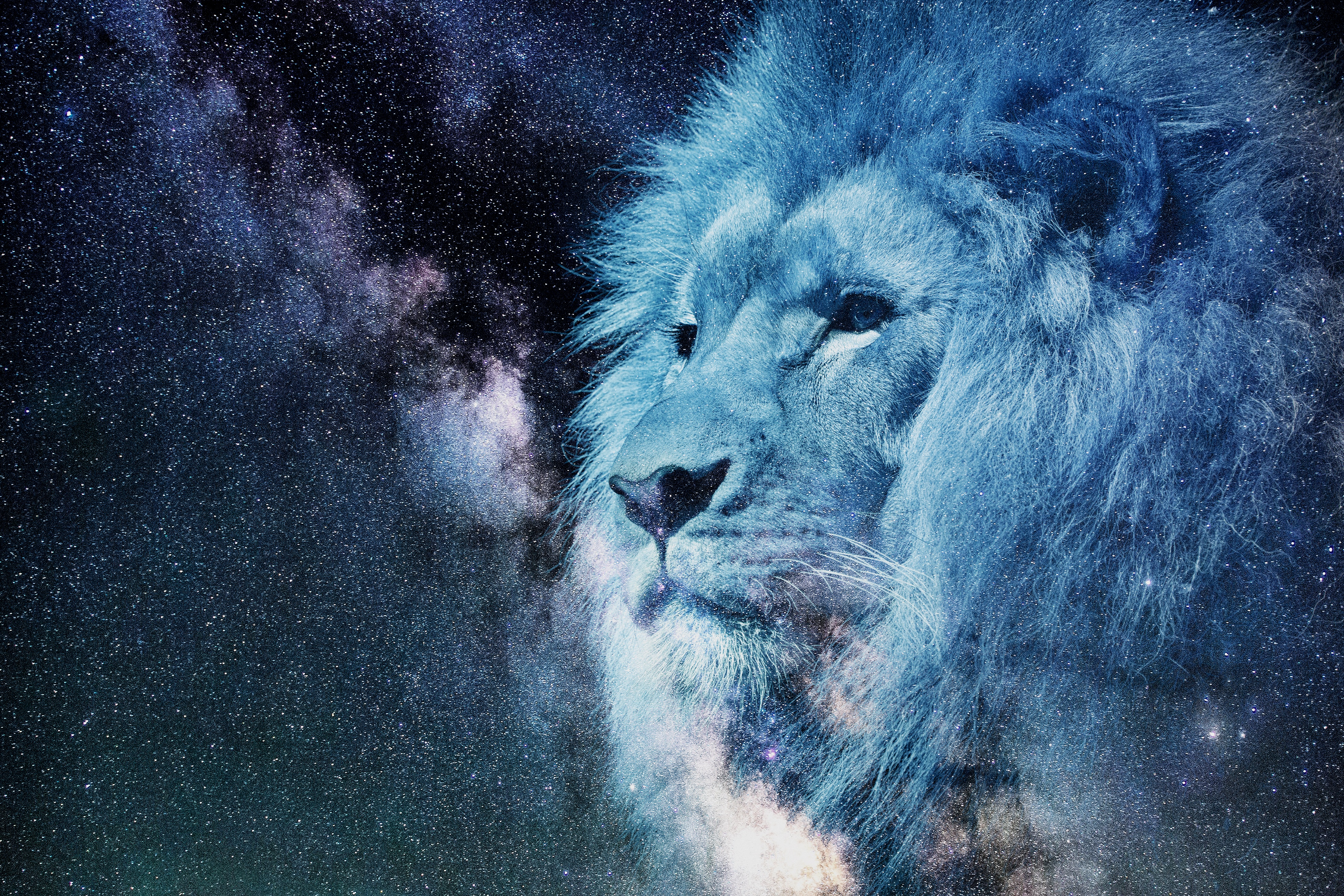 114409 descargar fondo de pantalla un leon, bozal, cielo estrellado, depredador, estrellas, arte, león, photoshop, rey de las bestias: protectores de pantalla e imágenes gratis