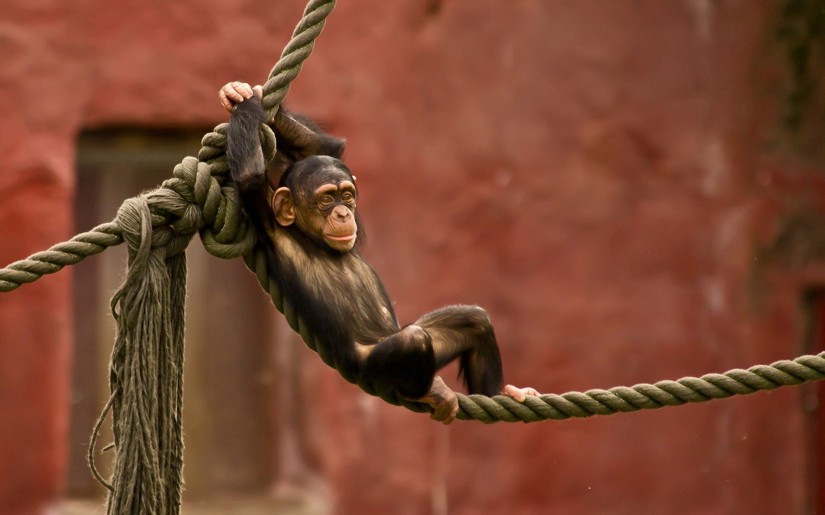 monkey, animals, entertainment, rope