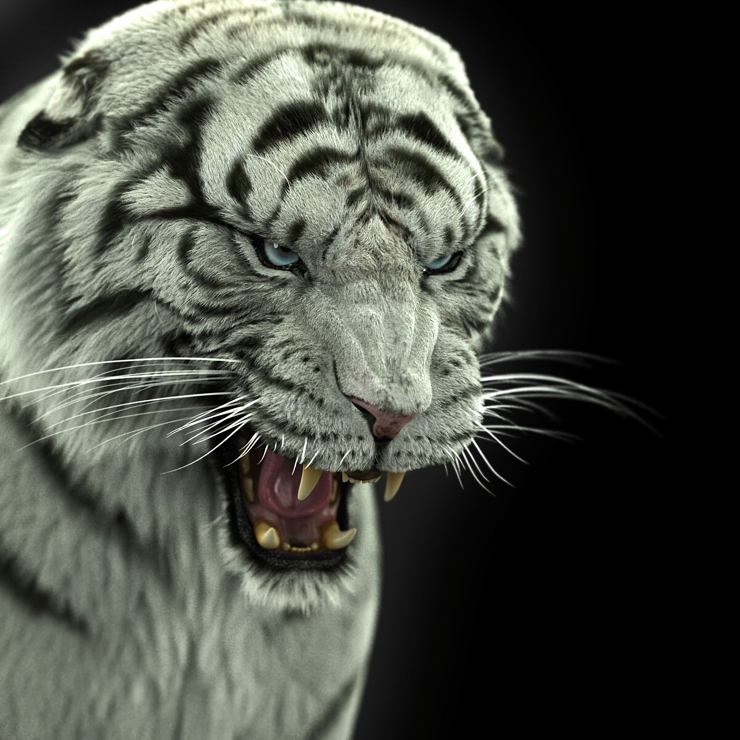 animals, tiger, big cat, bengal tiger, predator, fangs