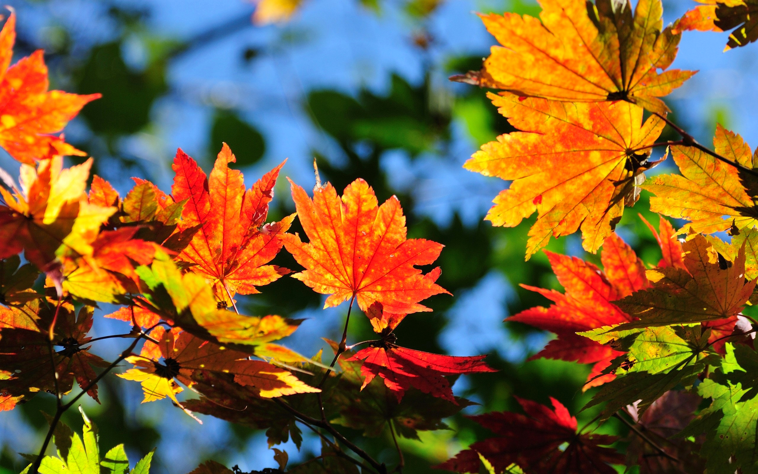 Laden Sie das Natur, Herbst, Blatt, Nahansicht, Verwischen, Erde/natur-Bild kostenlos auf Ihren PC-Desktop herunter