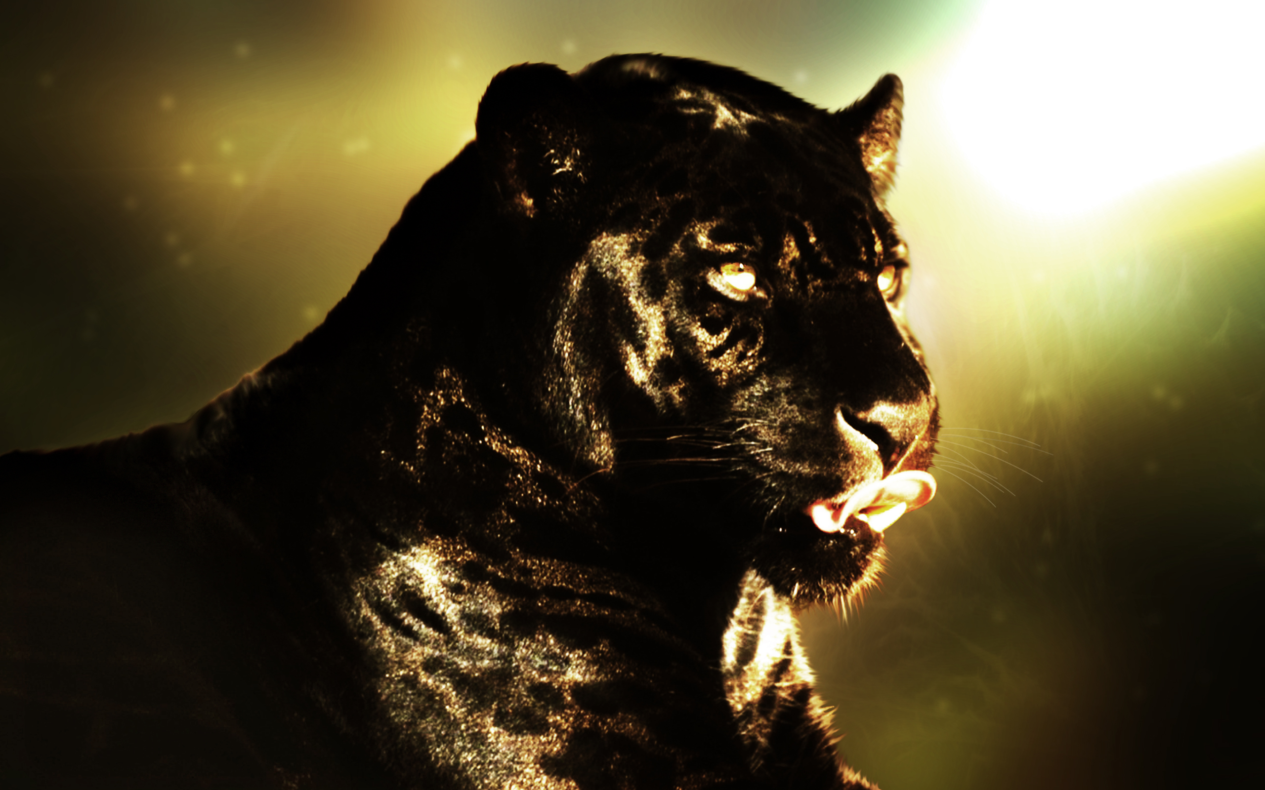 168102 Bild herunterladen schwarzer panther, tiere, katzen - Hintergrundbilder und Bildschirmschoner kostenlos