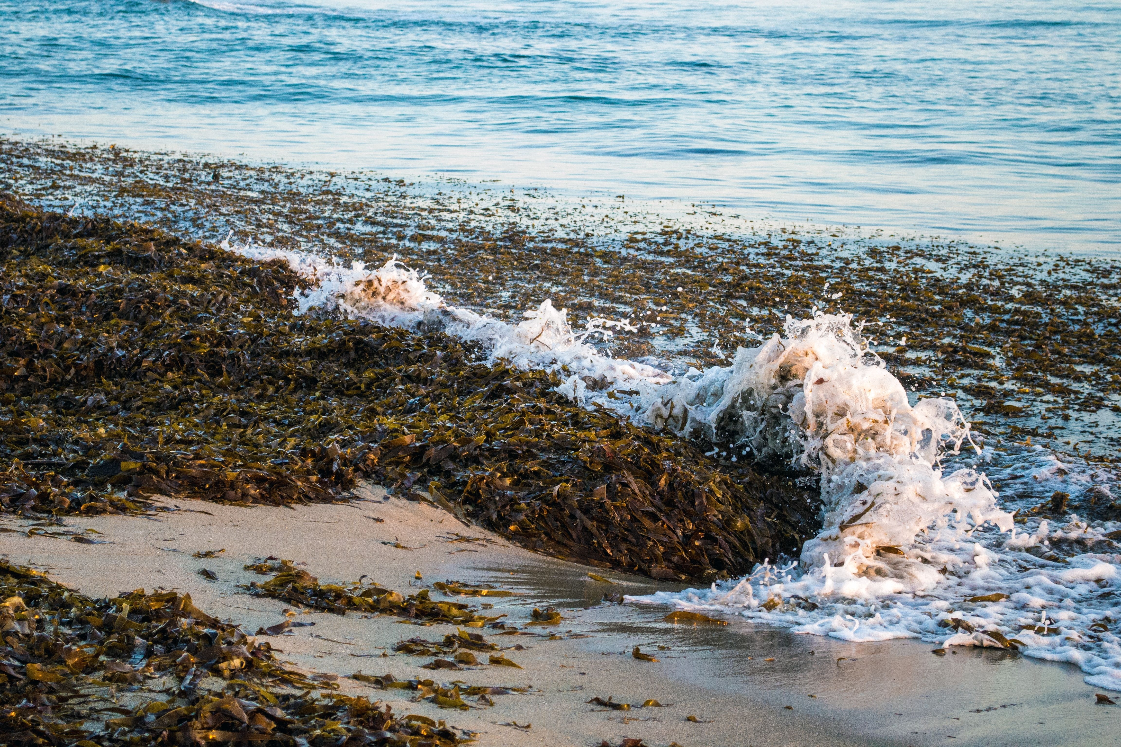 116624 descargar imagen paisaje, naturaleza, mar, espuma, algas marinas, algas: fondos de pantalla y protectores de pantalla gratis