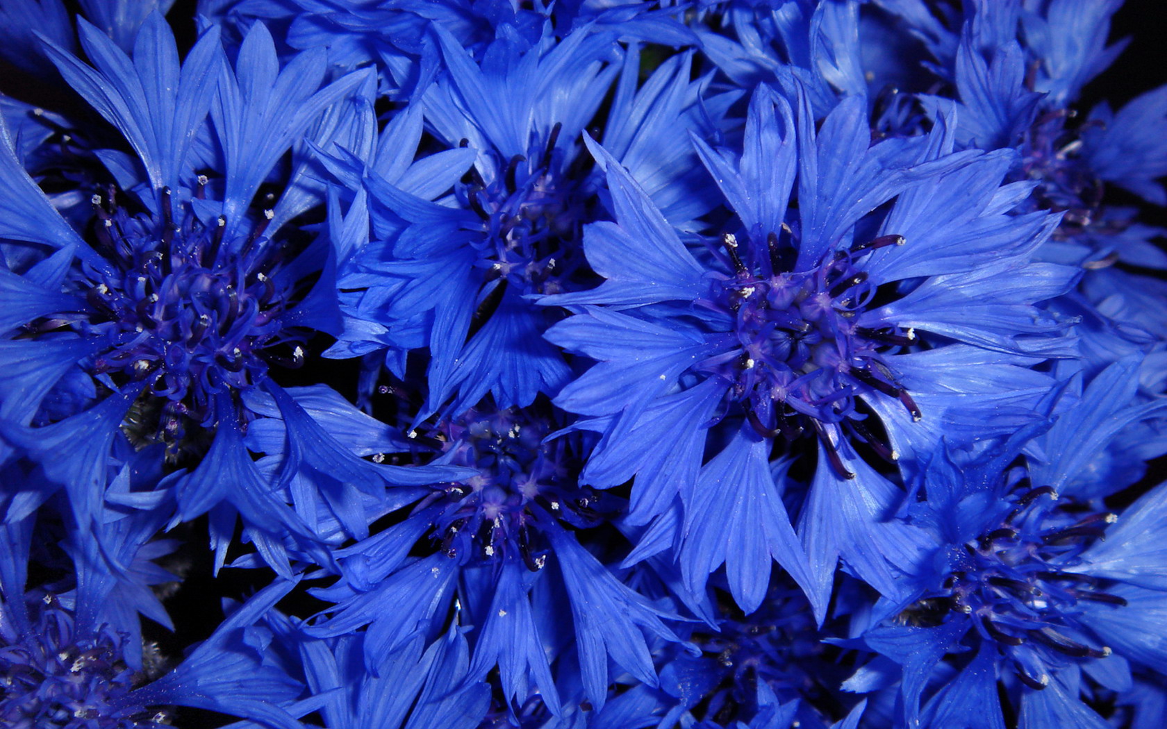 398676画像をダウンロード地球, ヤグルマギク, 青い花, 花, フラワーズ-壁紙とスクリーンセーバーを無料で