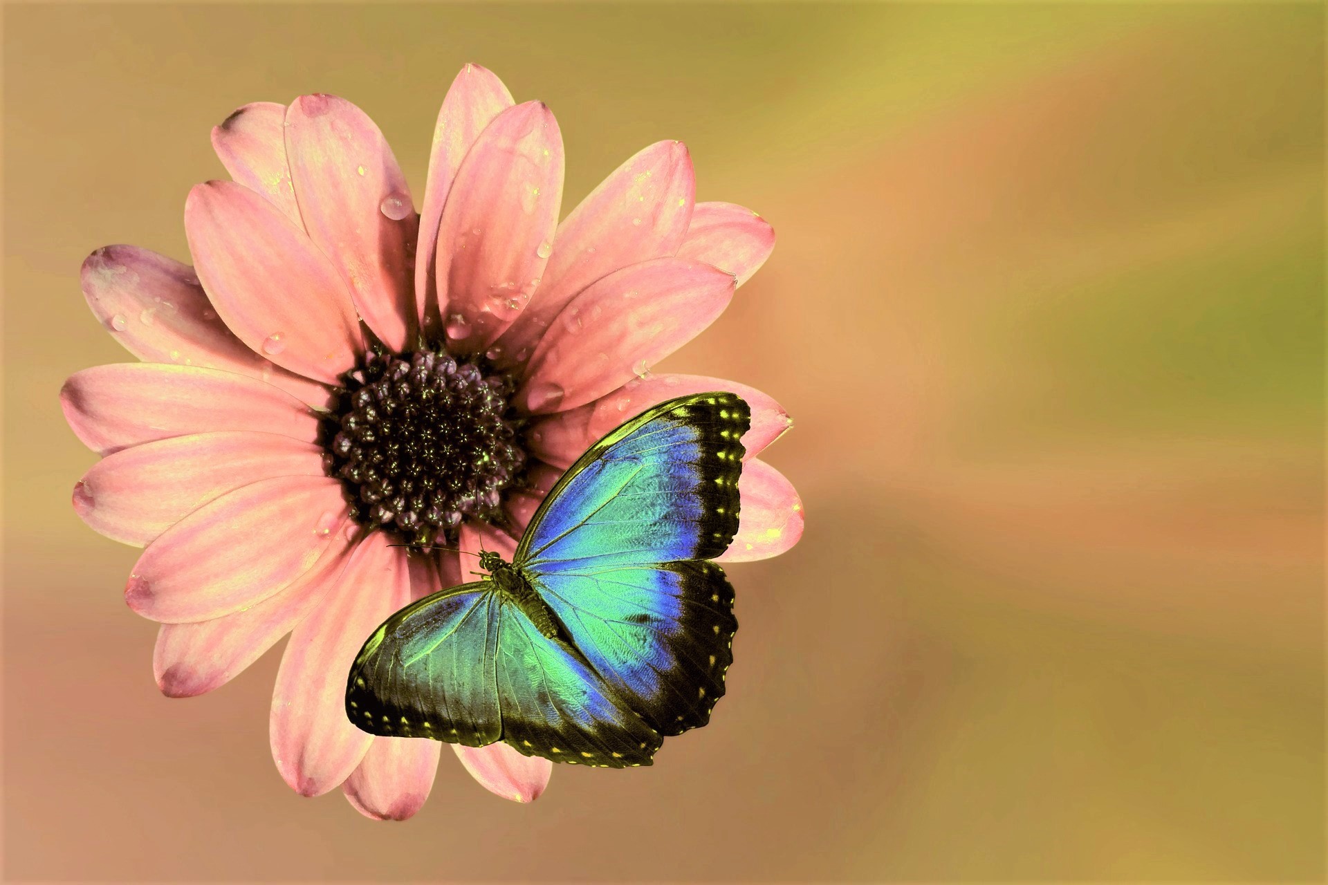 Téléchargez gratuitement l'image Animaux, Fleur, Papillon, Fleur Rose sur le bureau de votre PC