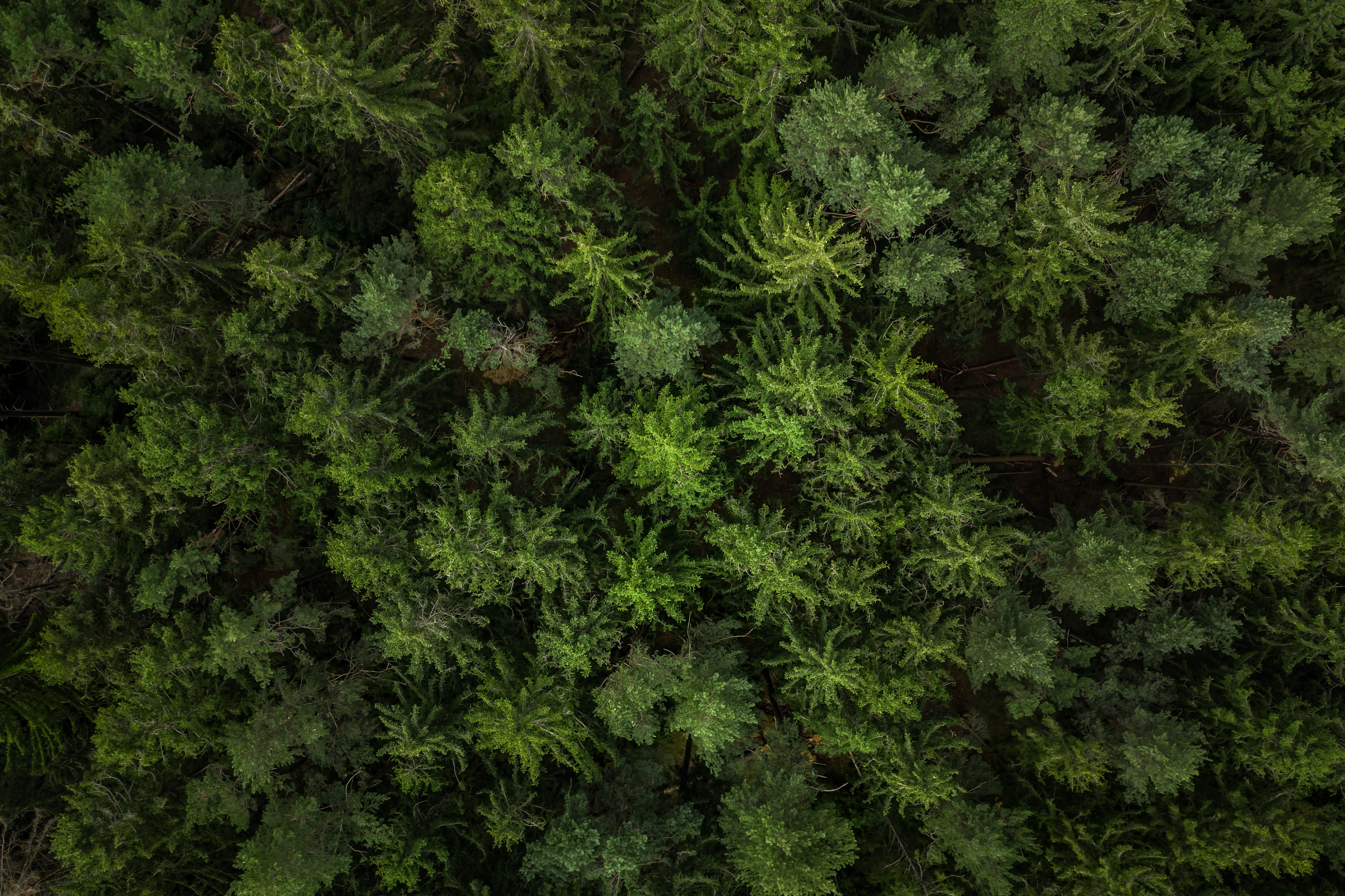 fir trees, nature, green, view from above, forest