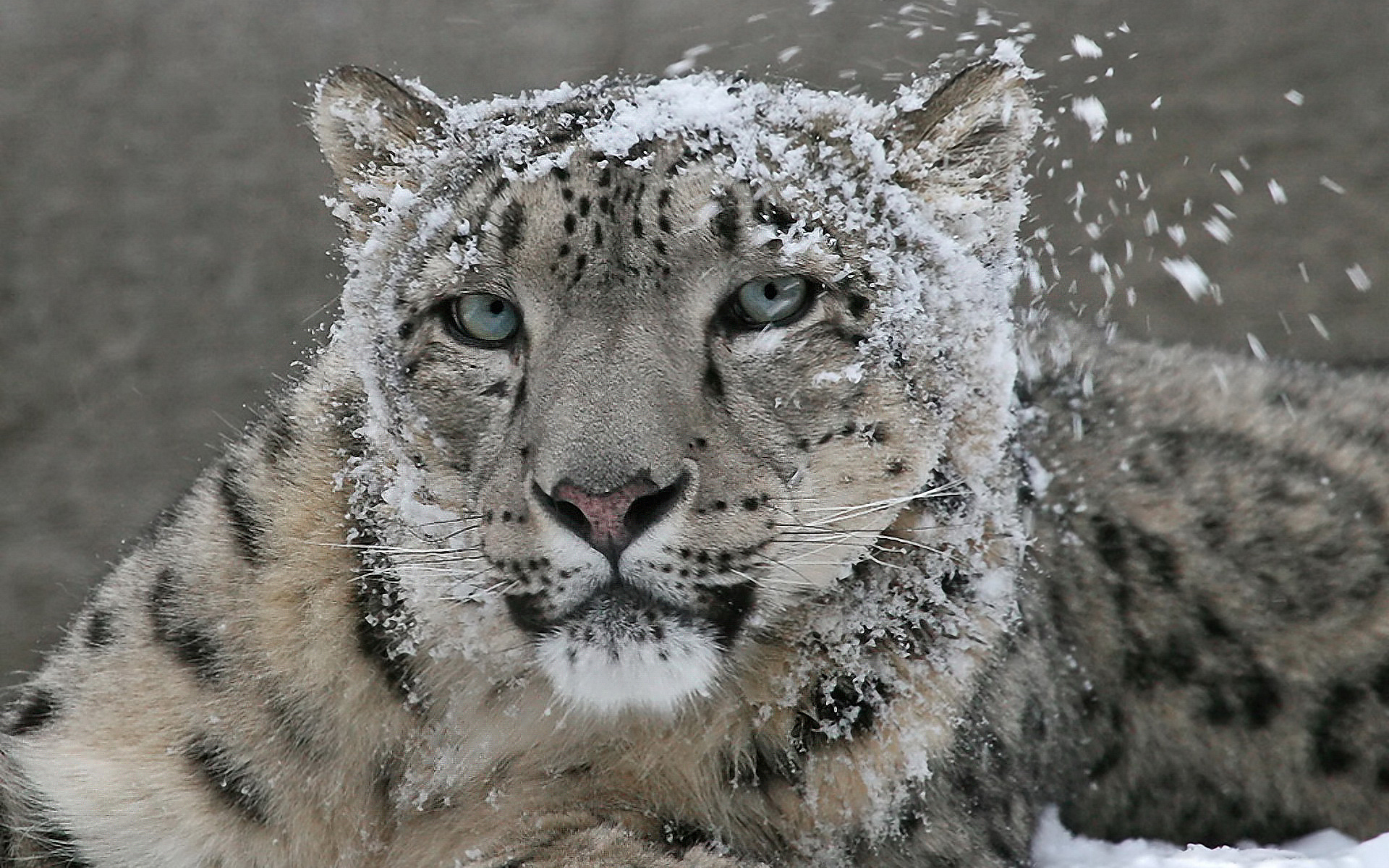 Baixar papel de parede para celular de Animais, Gatos, Leopardo Das Neves gratuito.