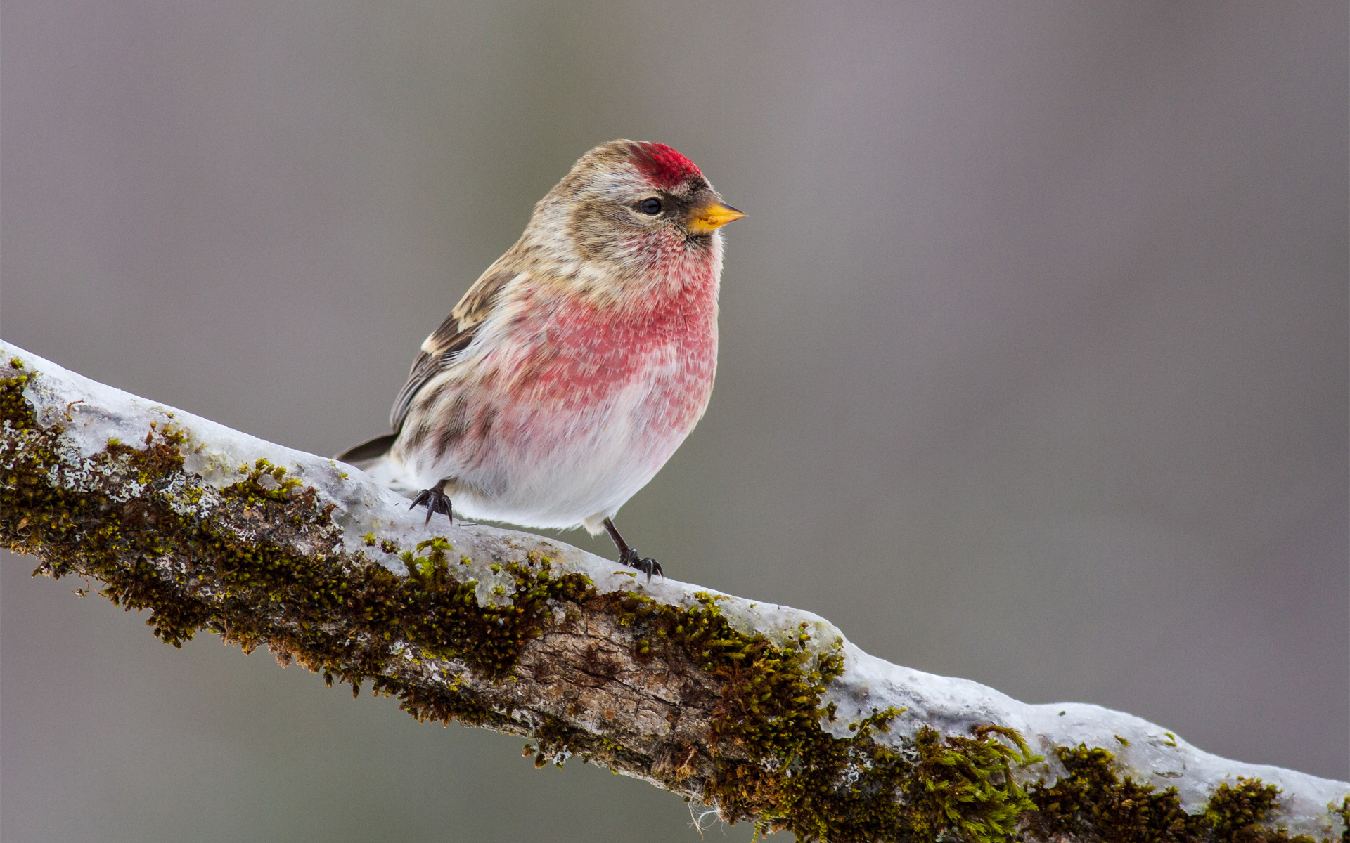 Téléchargez gratuitement l'image Animaux, Oiseau, Des Oiseaux sur le bureau de votre PC