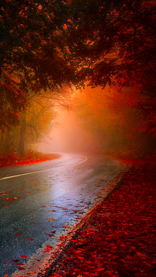 Download mobile wallpaper Nature, Road, Forest, Tree, Fog, Leaf, Fall, Man Made for free.