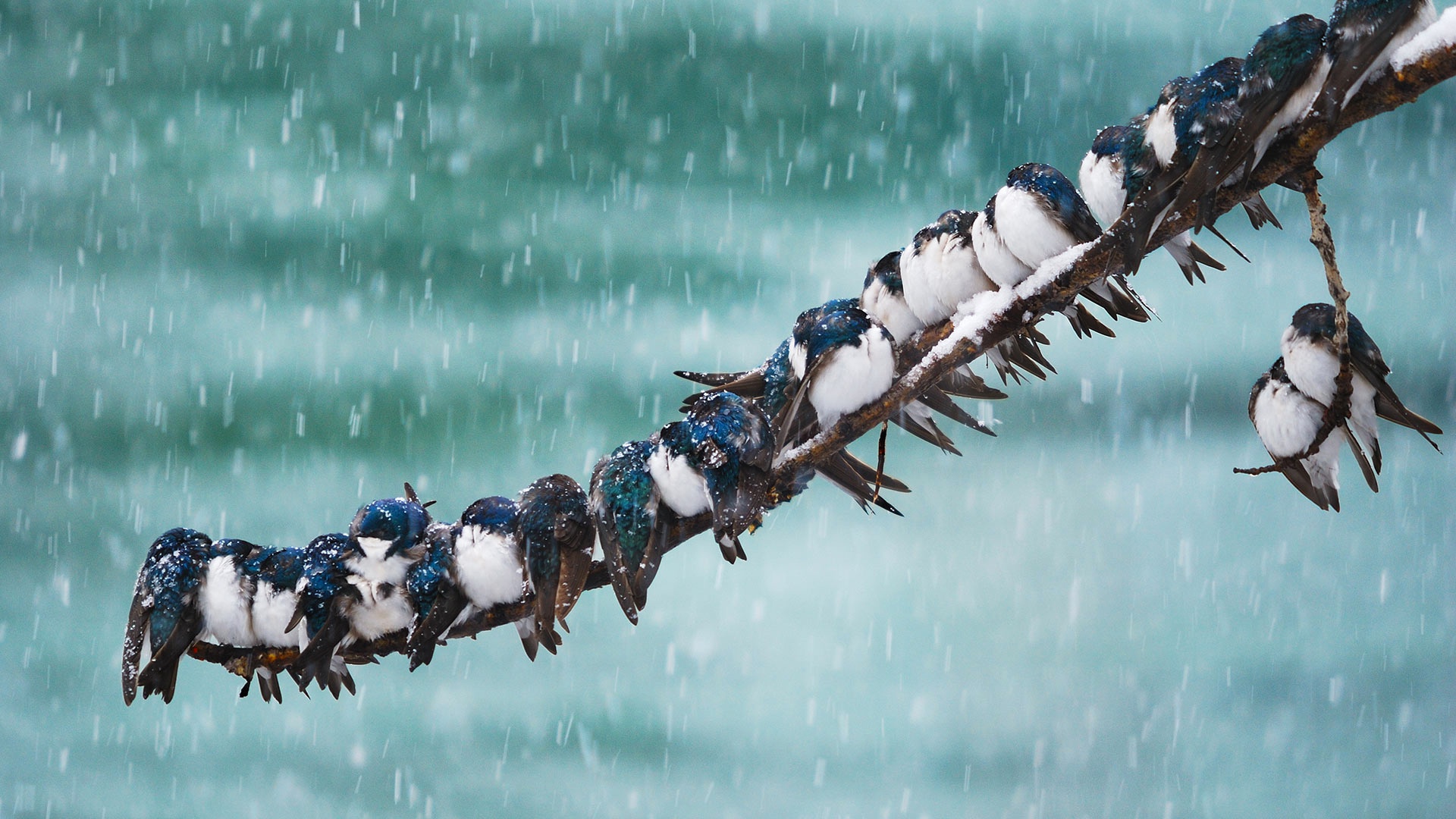 animal, swallow, bird, branch, snow, snowfall, birds