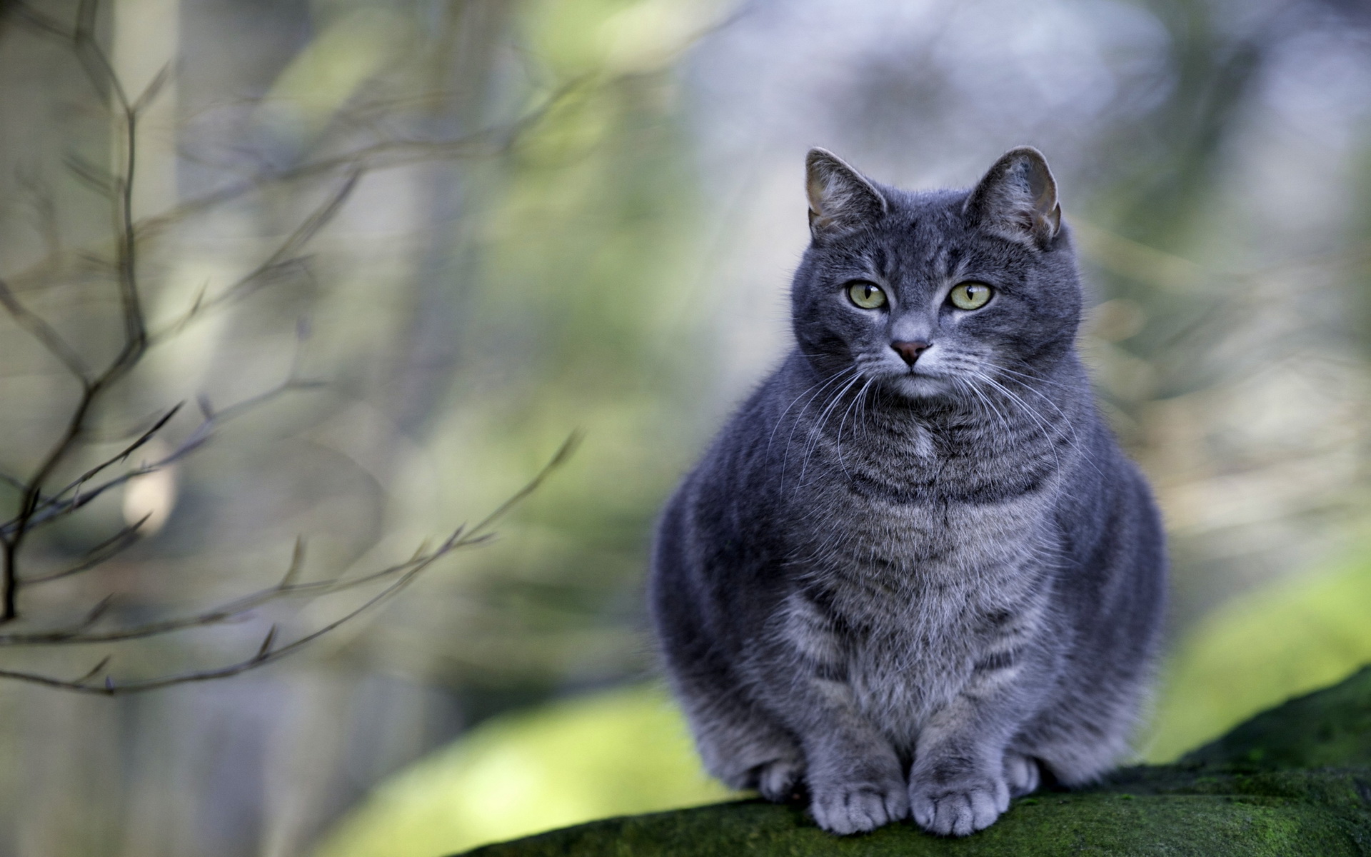 Laden Sie das Tiere, Katzen, Katze-Bild kostenlos auf Ihren PC-Desktop herunter