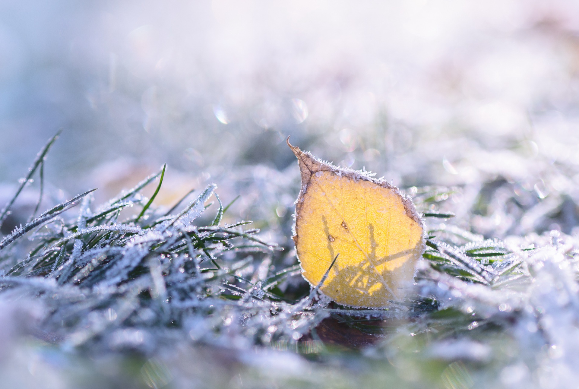 Free download wallpaper Nature, Grass, Leaf, Earth, Frost on your PC desktop