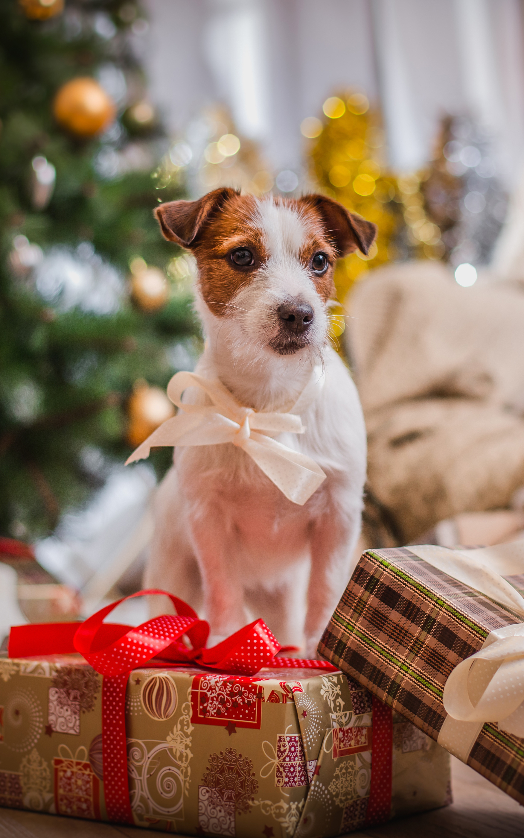 Téléchargez des papiers peints mobile Noël, Chien, Vacances, Cadeau, Terrier gratuitement.