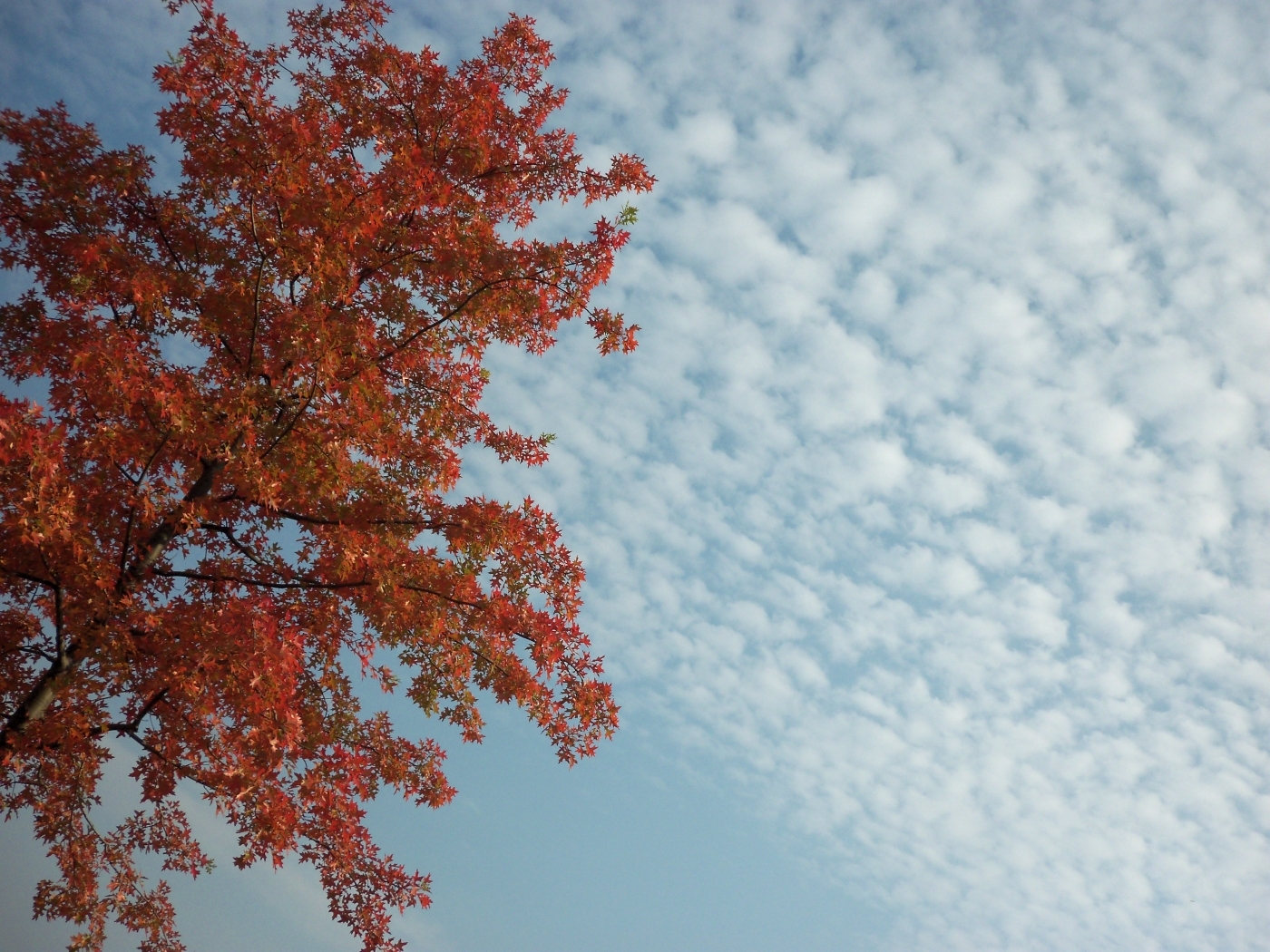 Free download wallpaper Trees, Sky, Landscape on your PC desktop