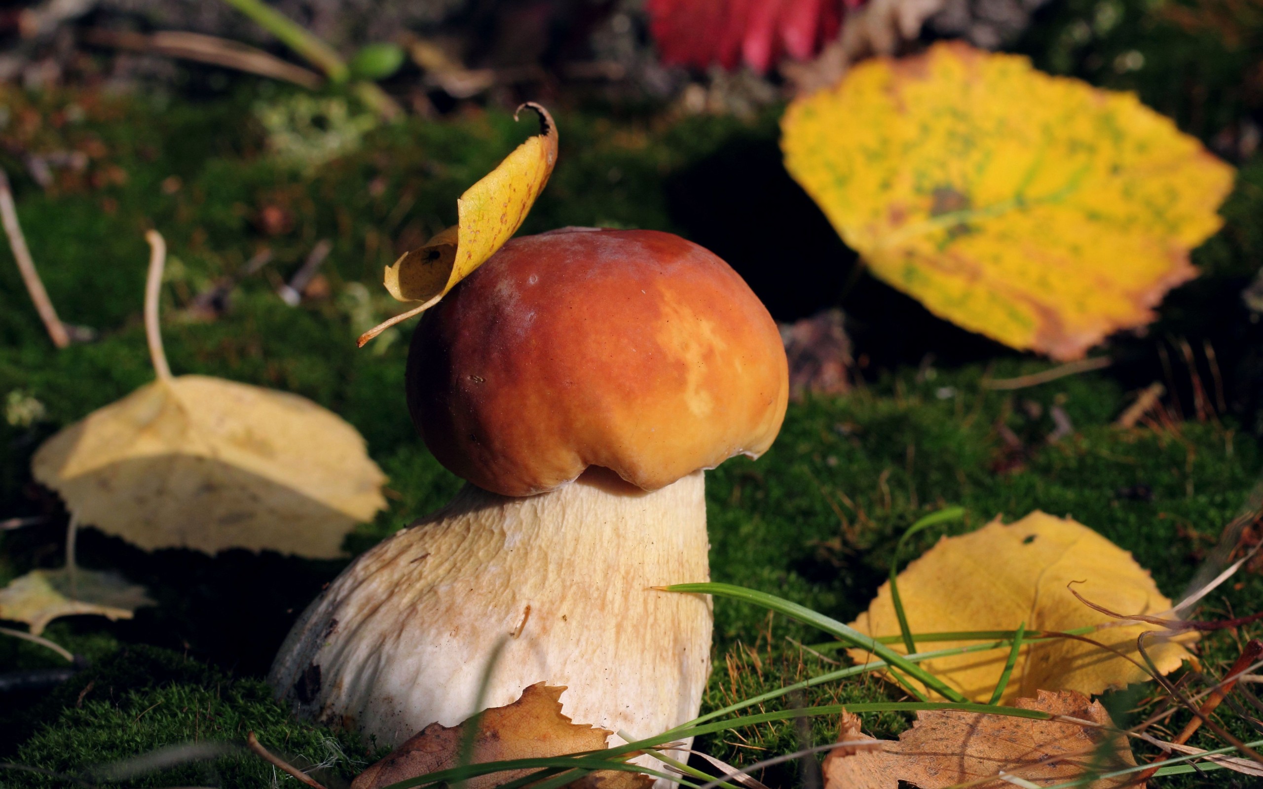 Téléchargez des papiers peints mobile Champignon, Terre/nature gratuitement.