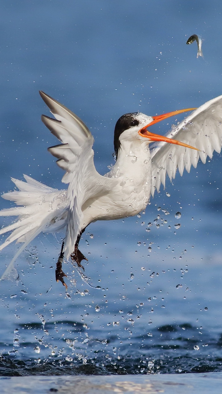 Descarga gratuita de fondo de pantalla para móvil de Animales, Agua, Aves, Ave.