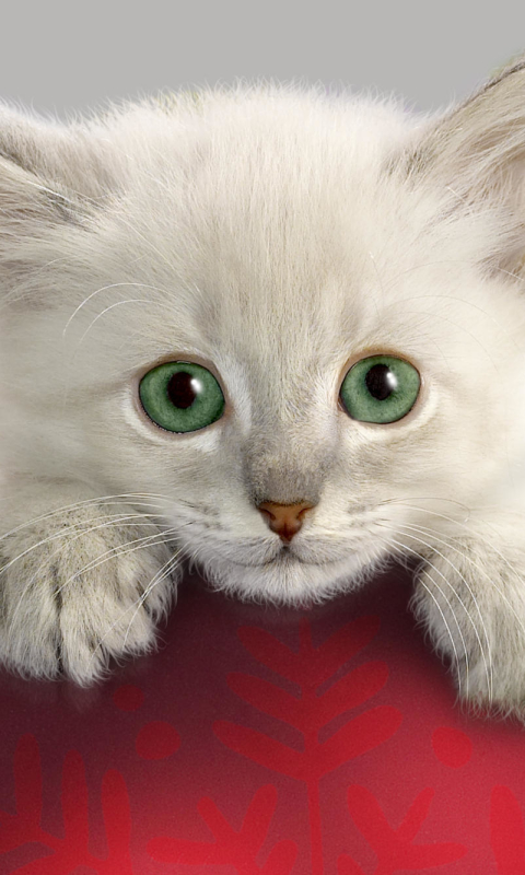 無料モバイル壁紙動物, ネコ, 猫, 子猫, 可愛い, クリスマスオーナメントをダウンロードします。
