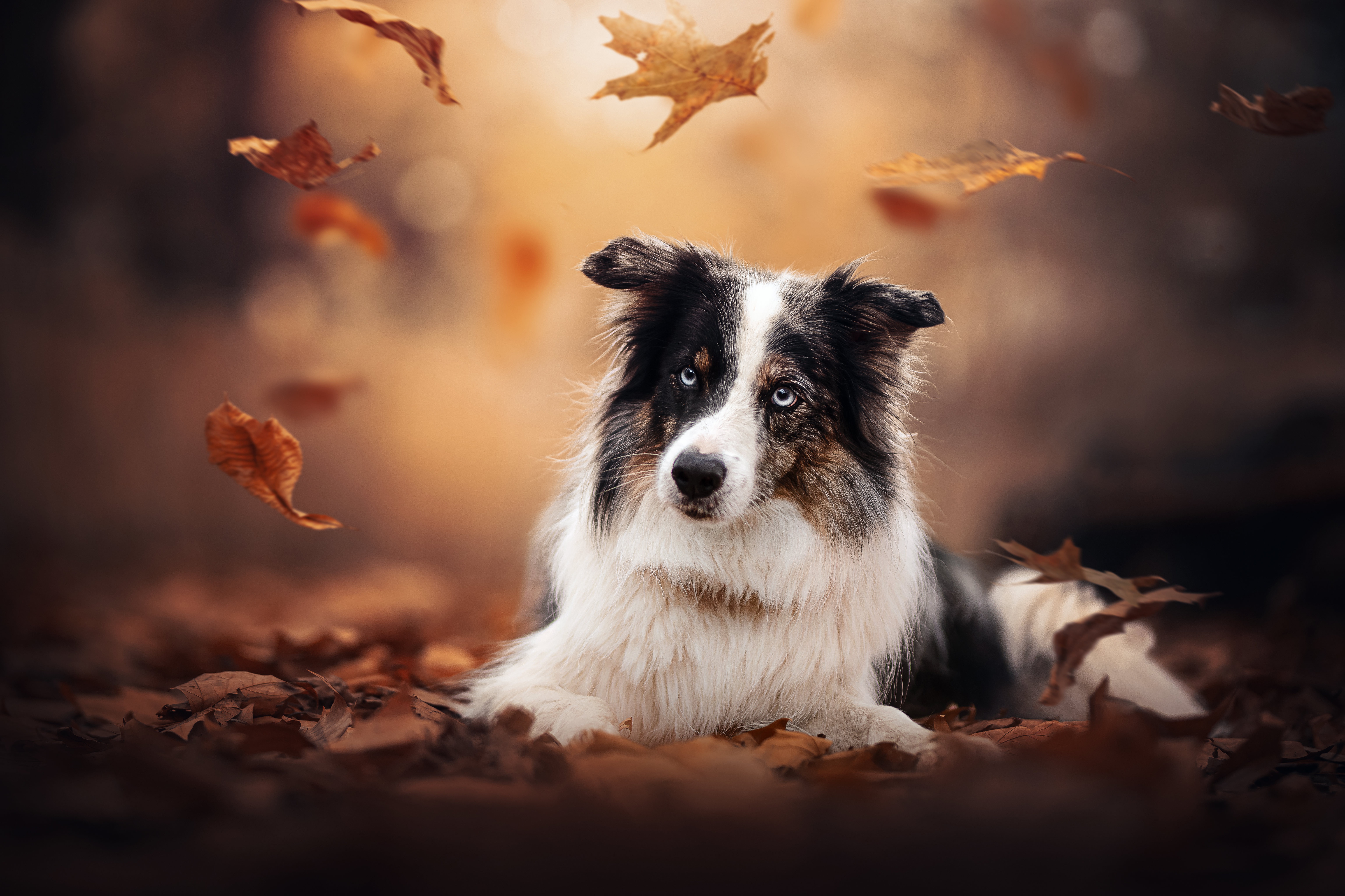 Handy-Wallpaper Tiere, Hunde, Hund, Border Collie kostenlos herunterladen.