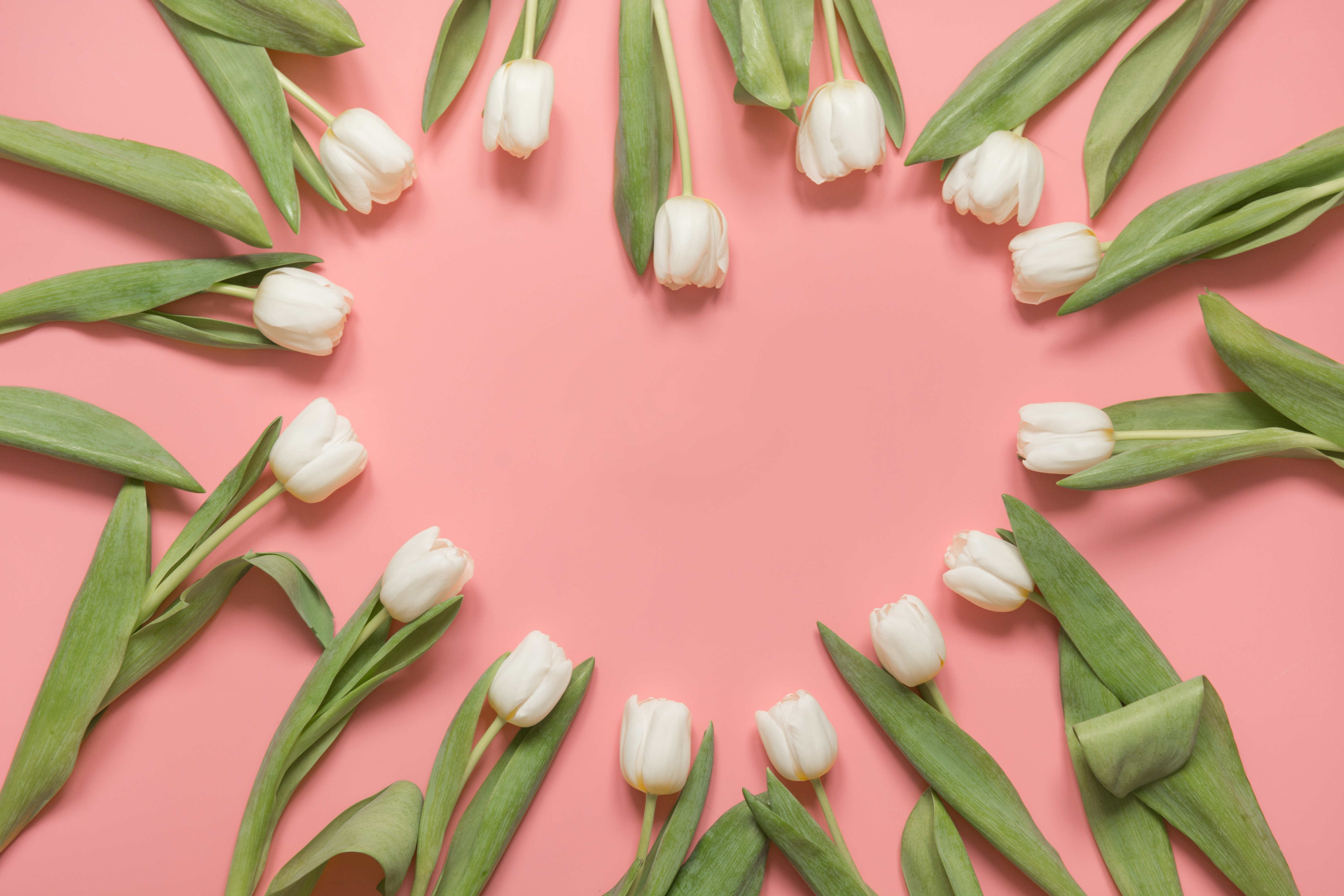 Laden Sie das Blume, Tulpe, Weiße Blume, Menschengemacht, Herzförmig-Bild kostenlos auf Ihren PC-Desktop herunter