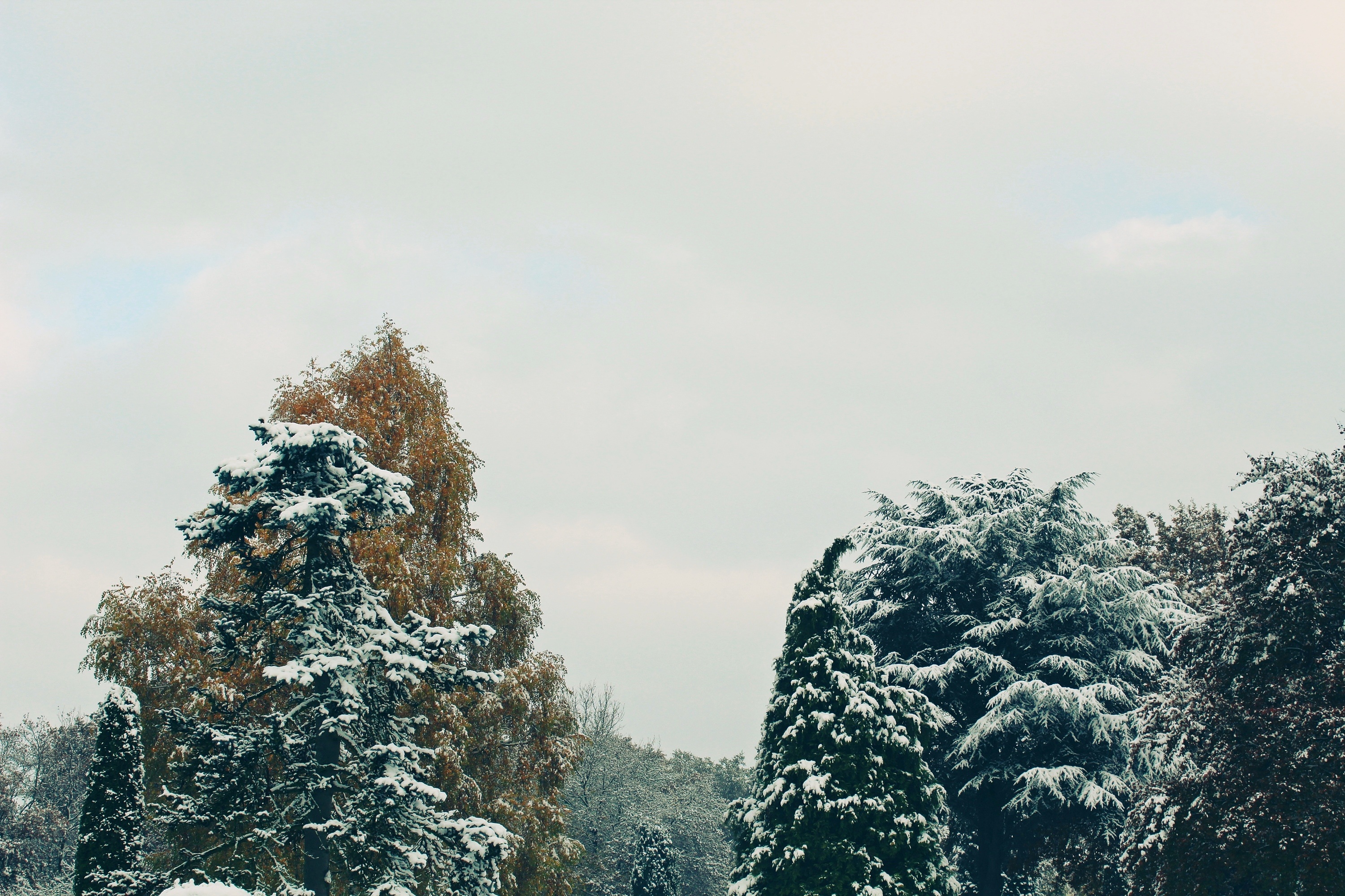 Скачать картинку Небо, Снег, Деревья, Природа в телефон бесплатно.