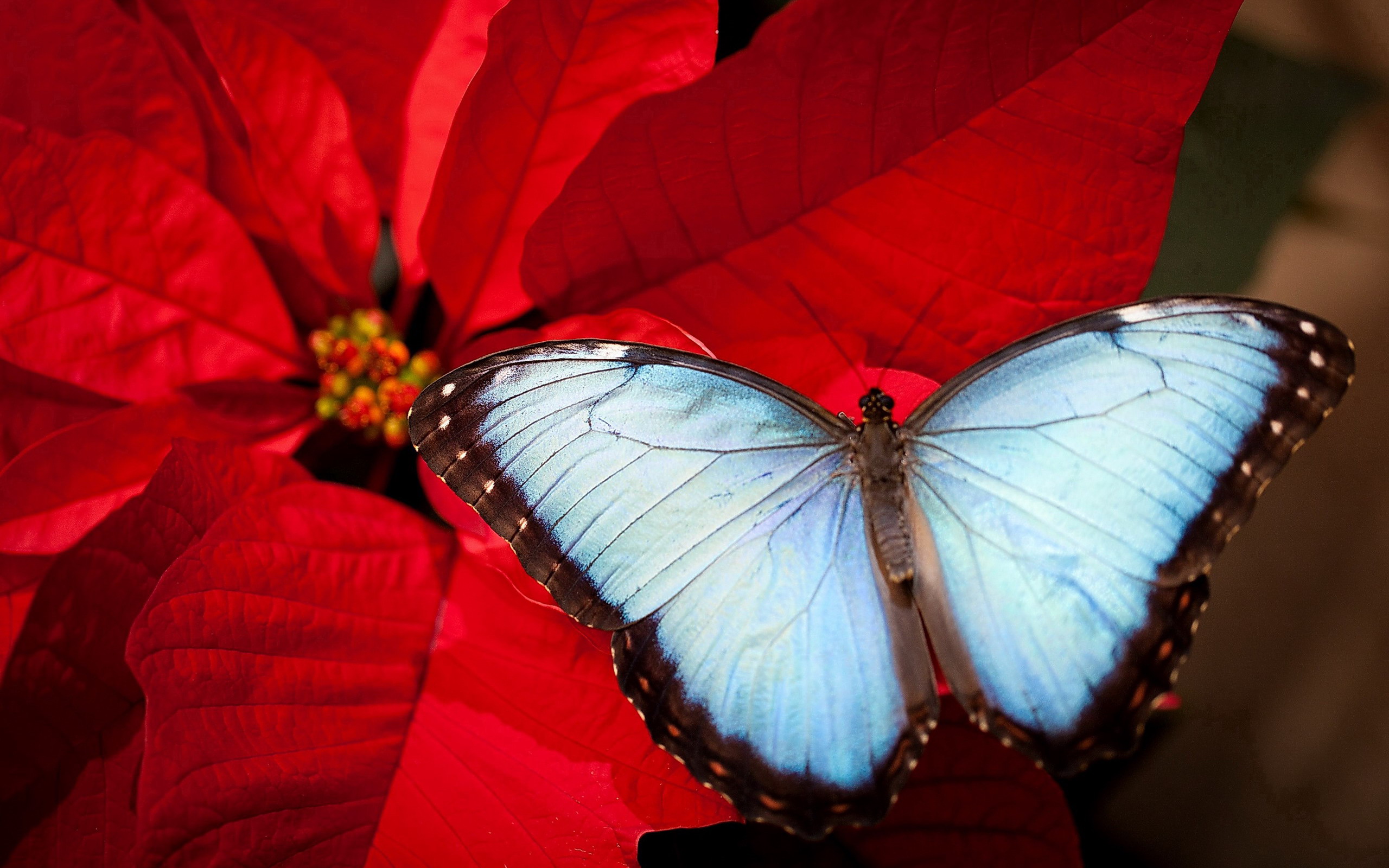 798508 скачать обои животные, бабочка, цветок, пуансеттия - заставки и картинки бесплатно