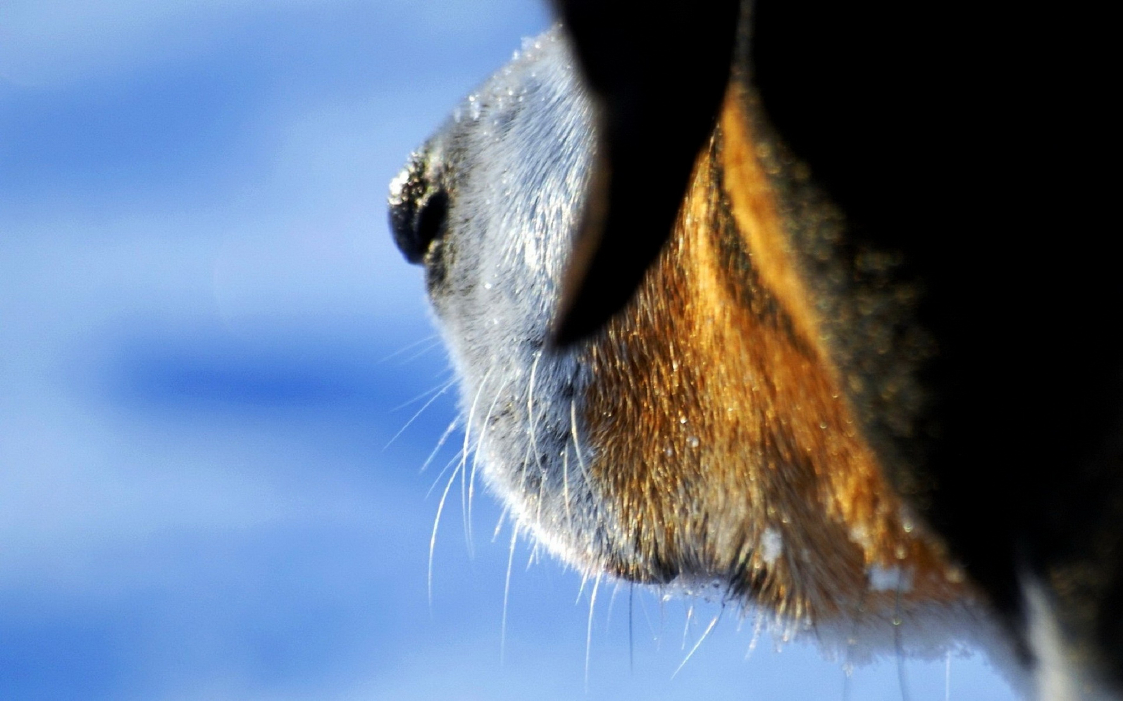 Descarga gratuita de fondo de pantalla para móvil de Perros, Perro, Animales.