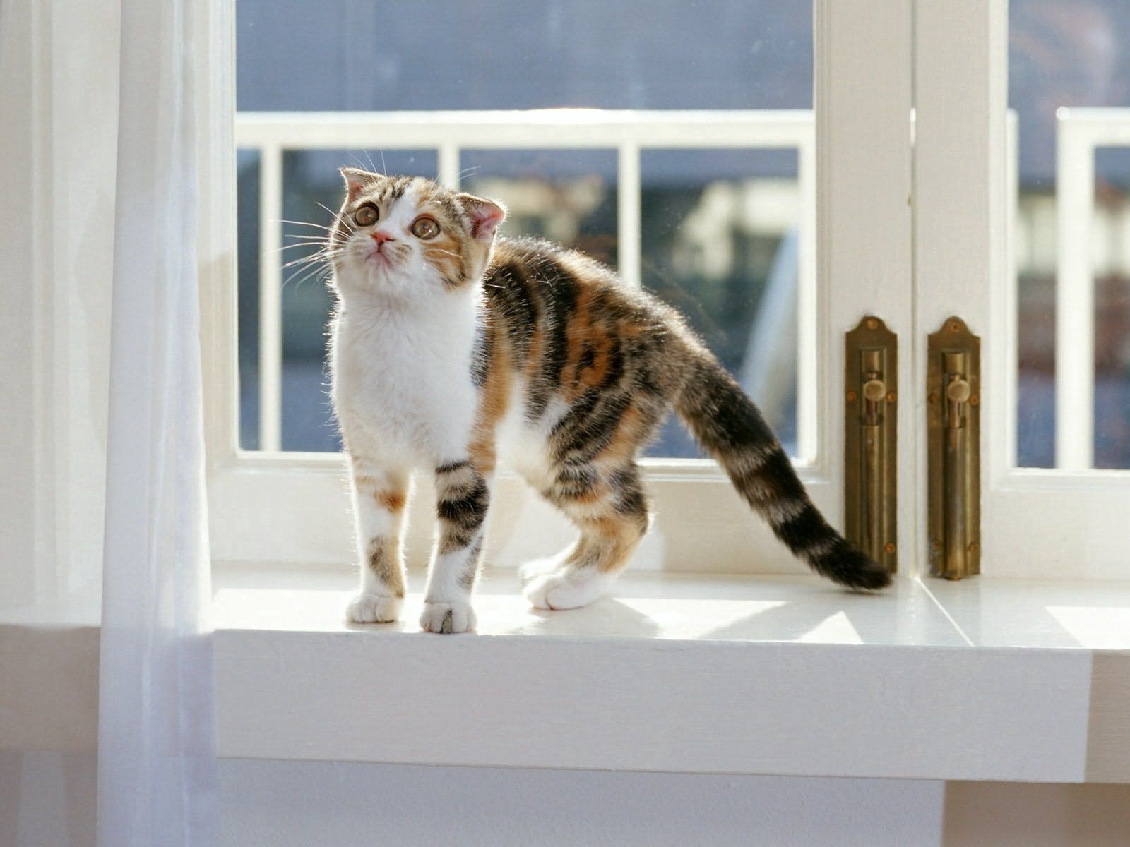 kitty, kitten, animals, sit, window sill, windowsill