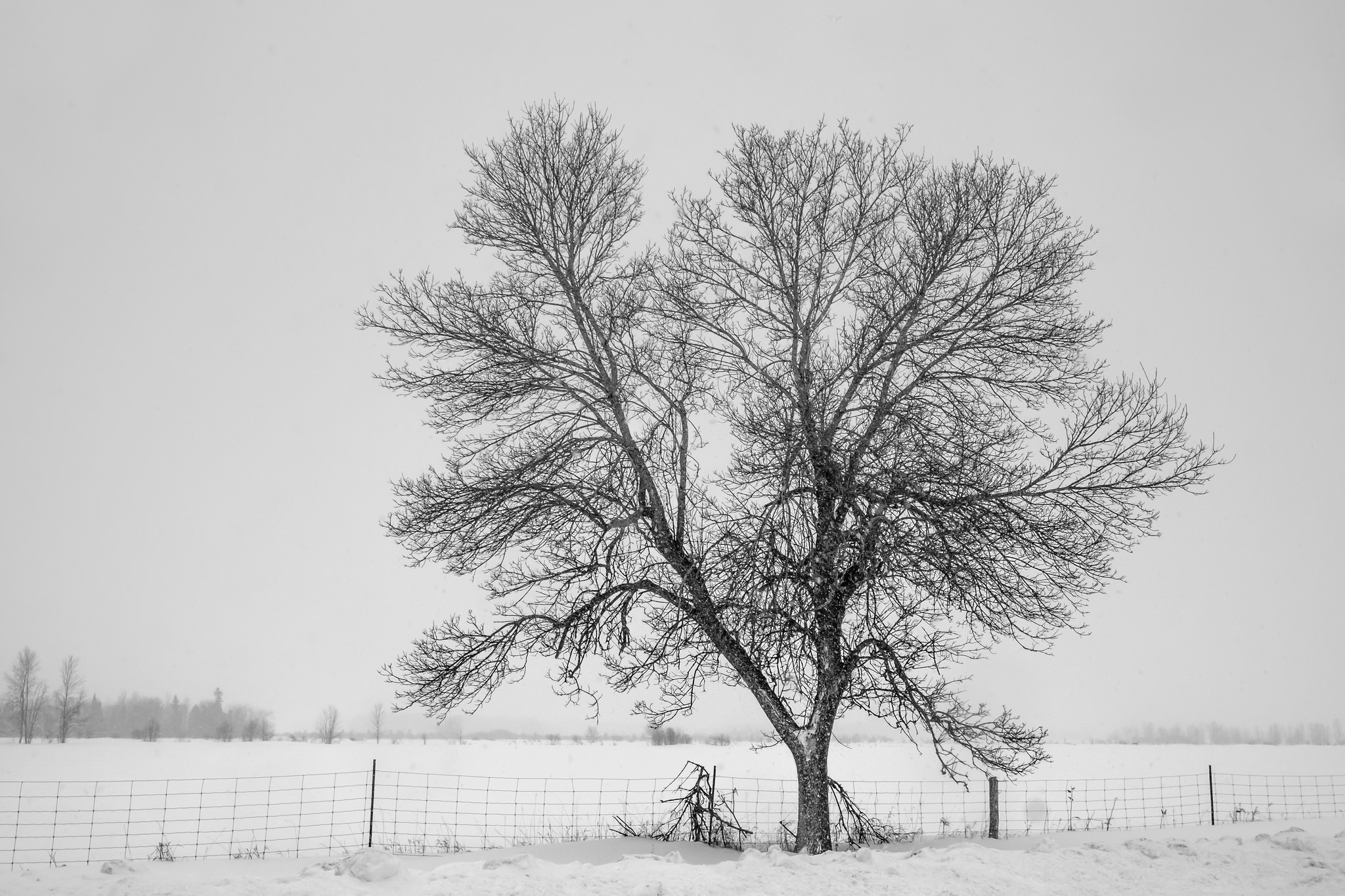 Descarga gratis la imagen Invierno, Naturaleza, Árboles, Nieve, Árbol, Tierra/naturaleza en el escritorio de tu PC