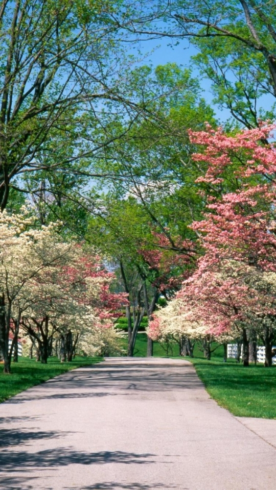 Скачати мобільні шпалери Природа, Парк, Дерево, Цвітіння, Шлях, Весна, Фотографія безкоштовно.