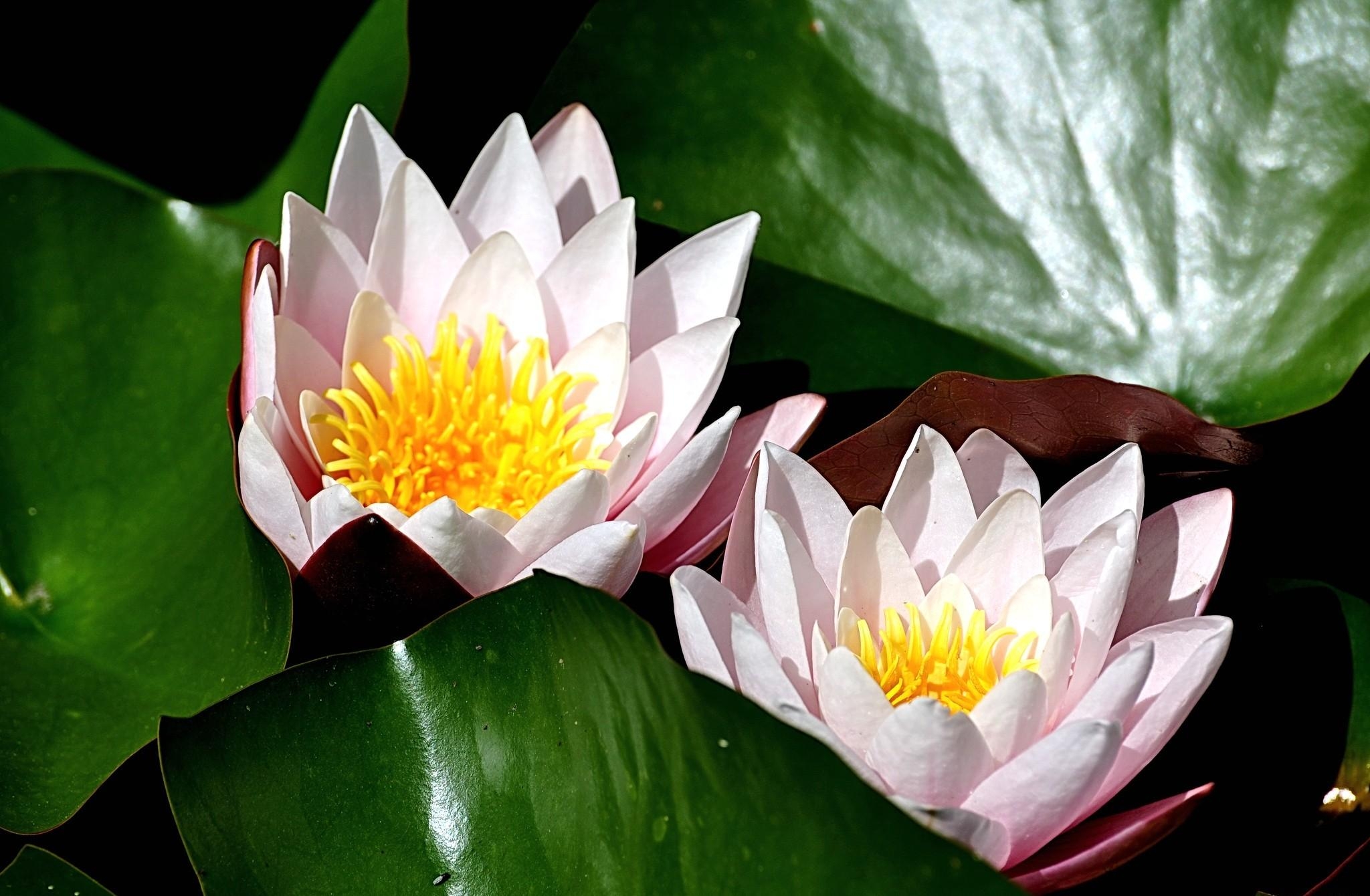 Free download wallpaper Flowers, Water, Pair, Leaves, Water Lilies, Couple, Sunny on your PC desktop