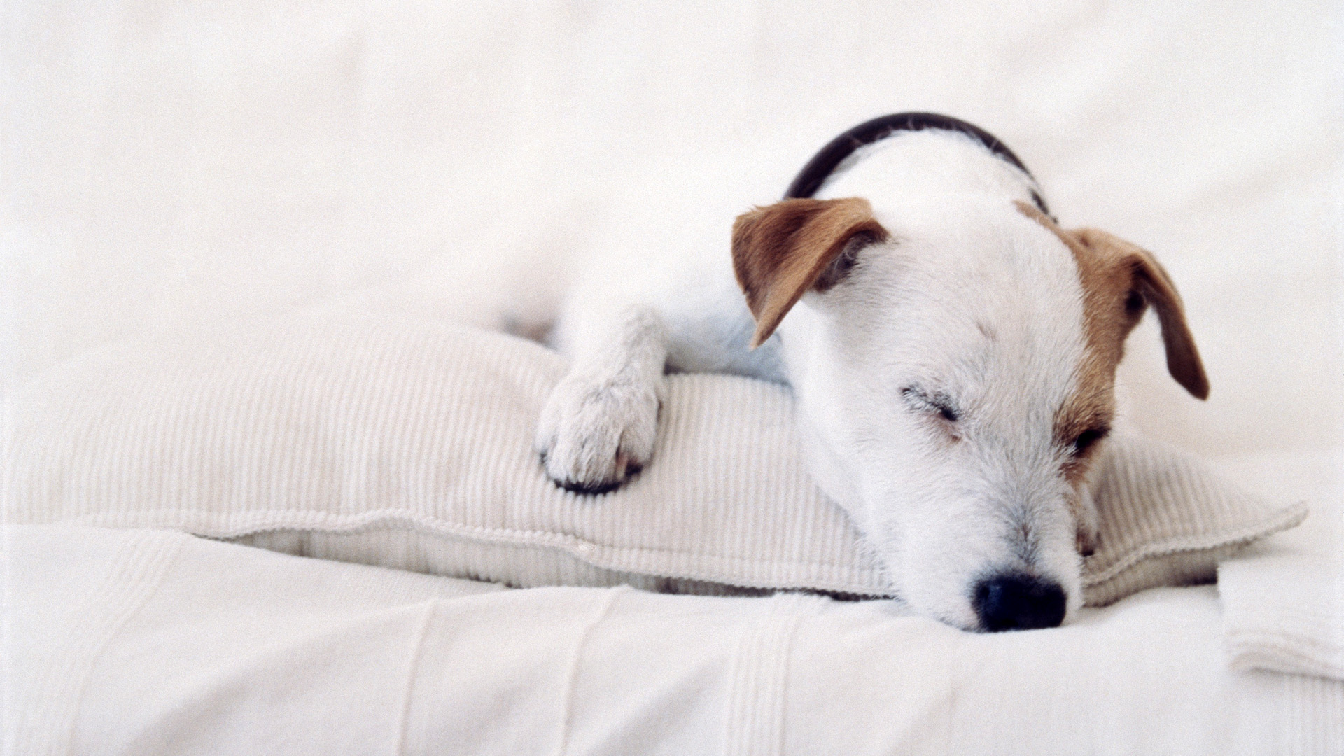 Téléchargez gratuitement l'image Animaux, Chiens, Chien sur le bureau de votre PC