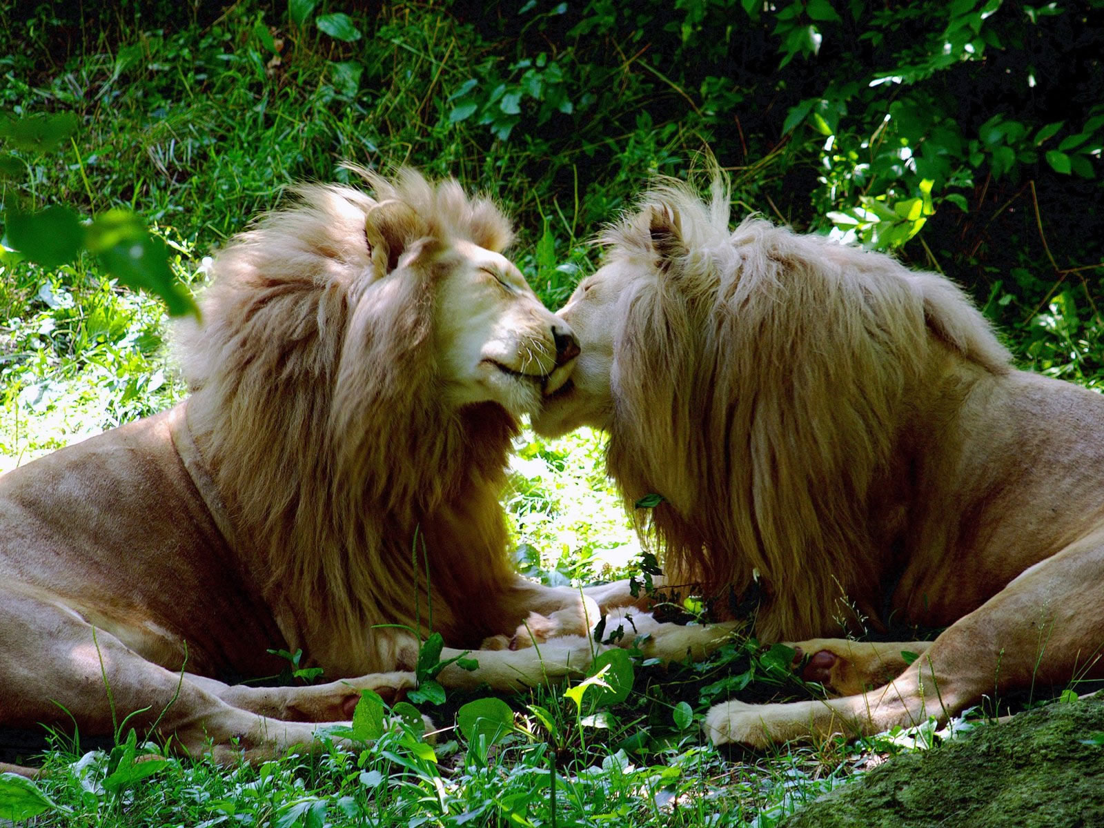 Téléchargez gratuitement l'image Lion, Chats, Animaux sur le bureau de votre PC