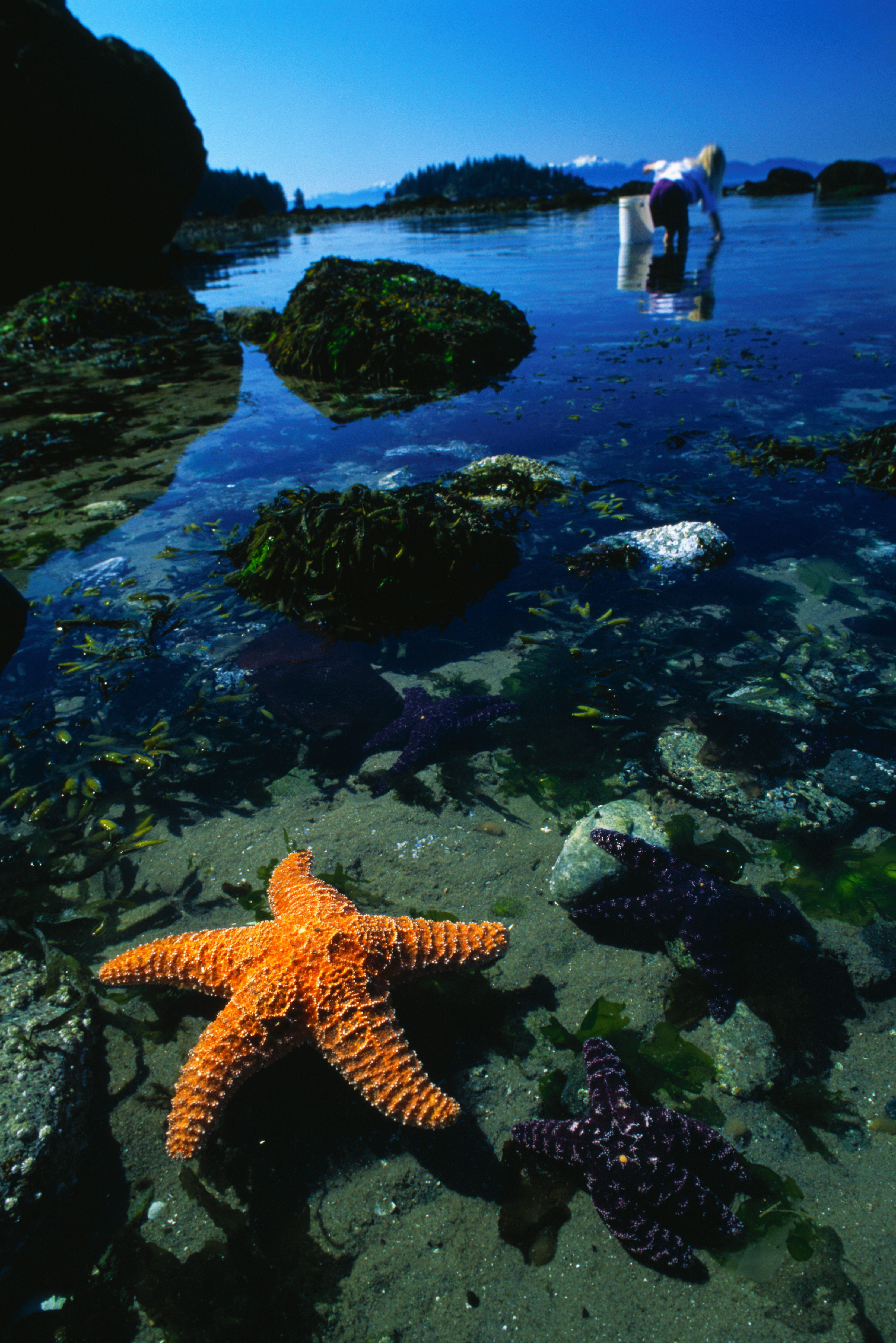 14252 скачать обои фон, морские звезды, животные, вода, море - заставки и картинки бесплатно