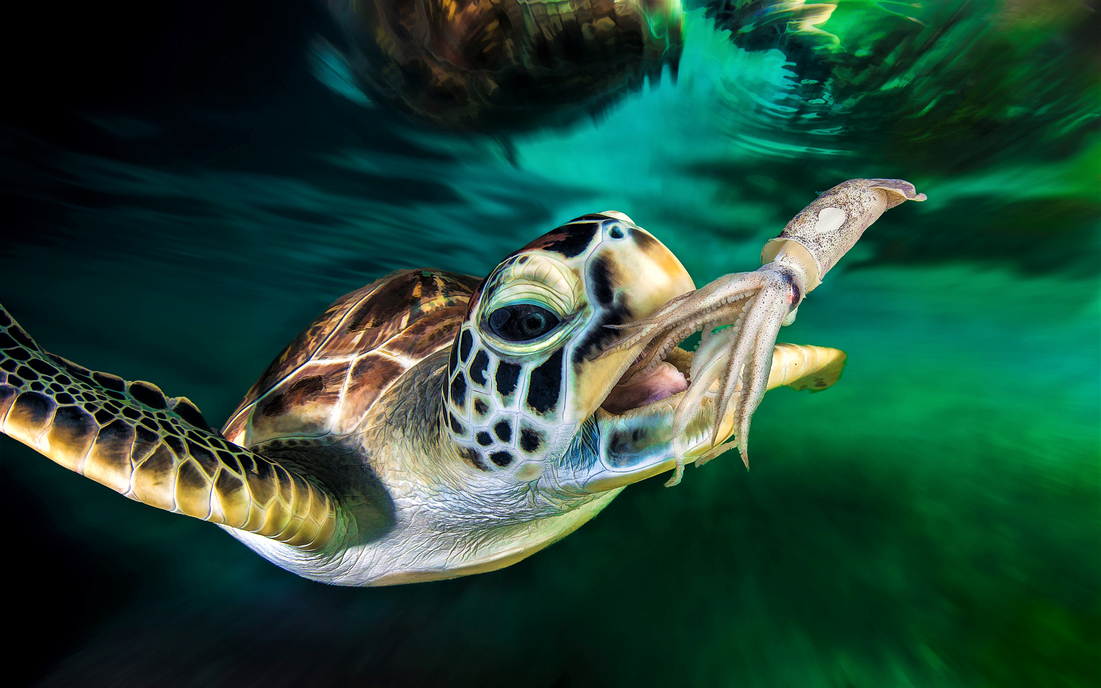 442452 завантажити шпалери тварина, морська черепаха, океан, кальмари, черепаха, черепахи - заставки і картинки безкоштовно