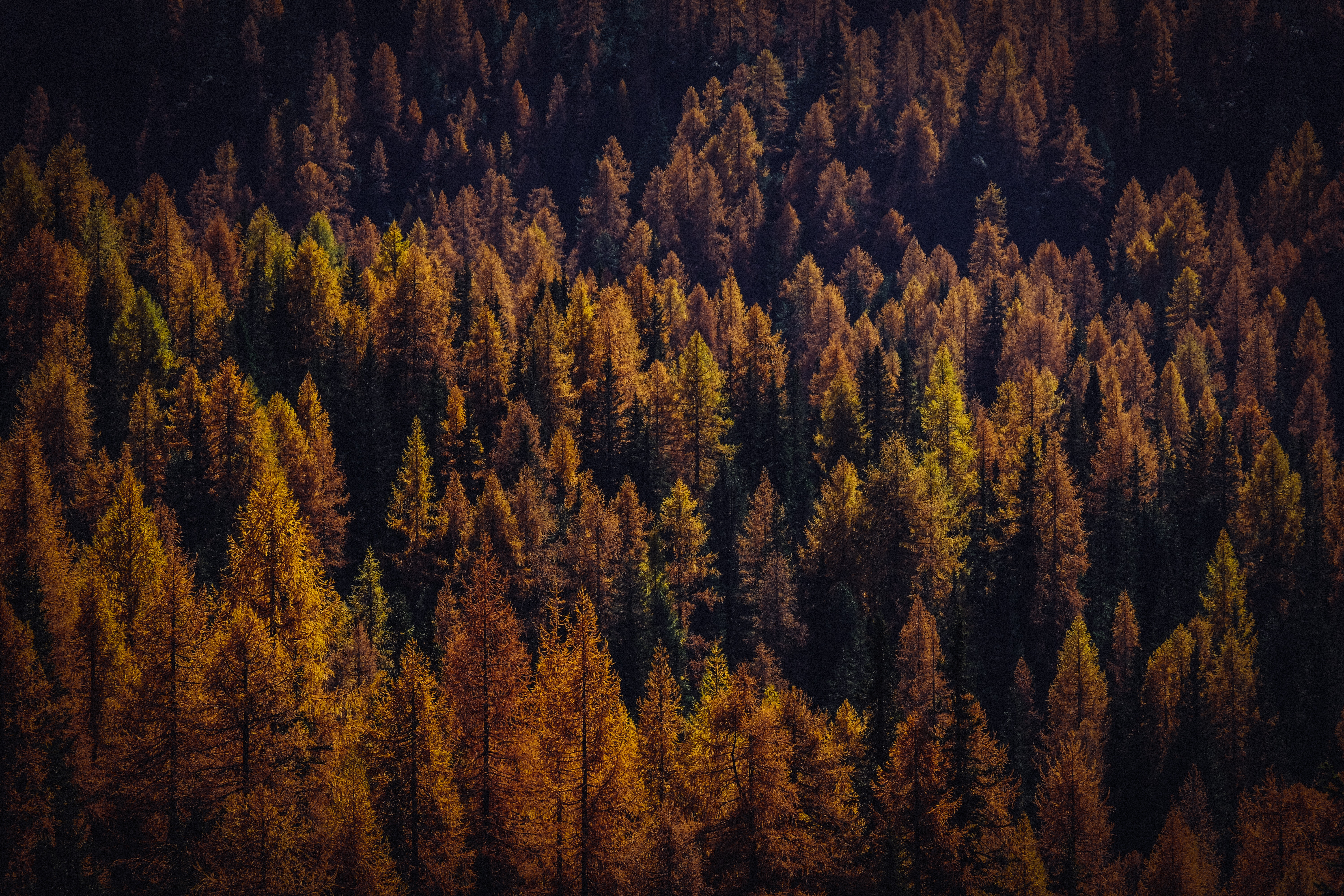 無料モバイル壁紙自然, 木, 上から見る, 森林, 森, 影, 秋をダウンロードします。