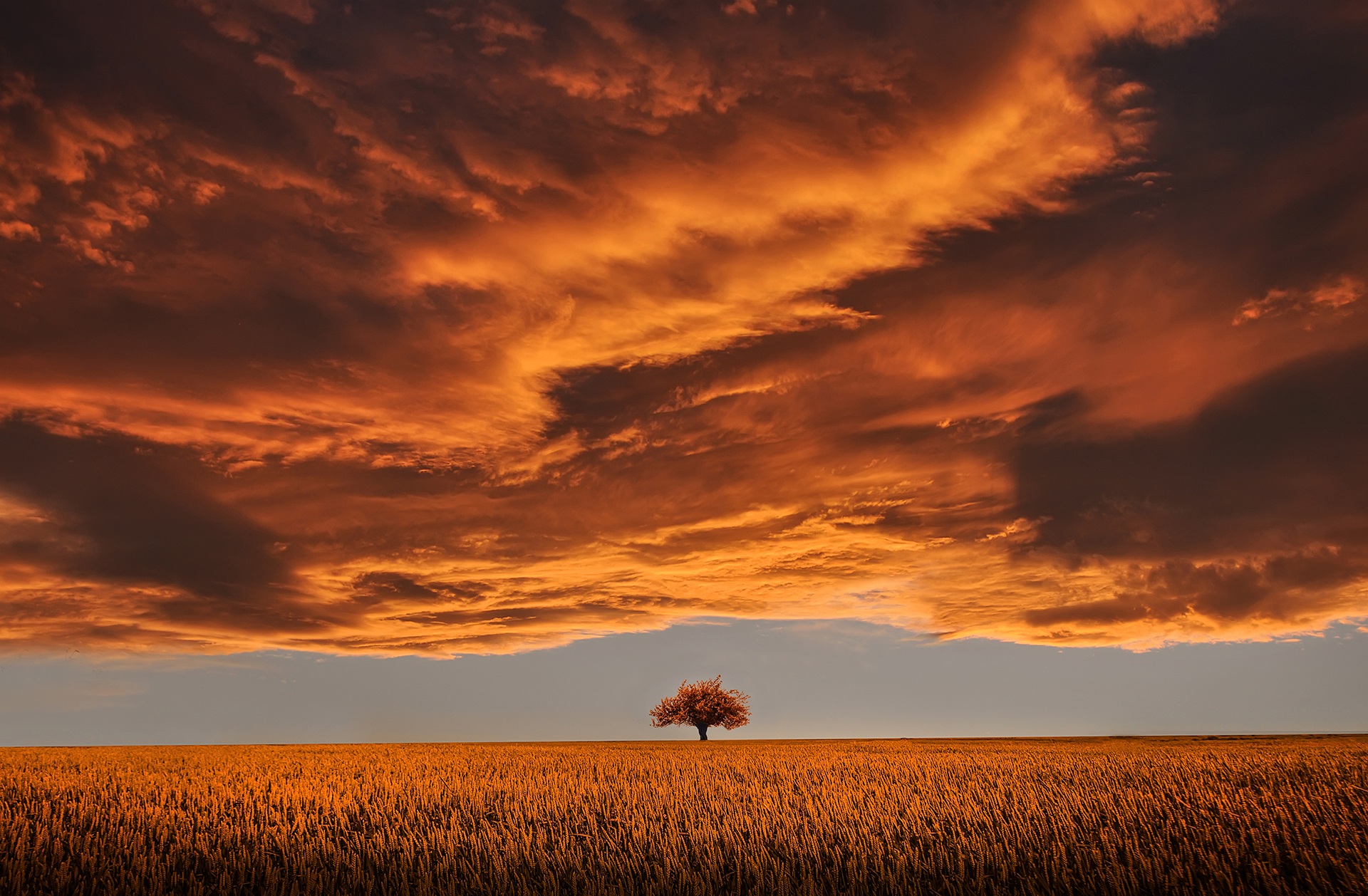 Impresionante Cielo Naranja Sobre un Campo Sereno con un Árbol Solitario