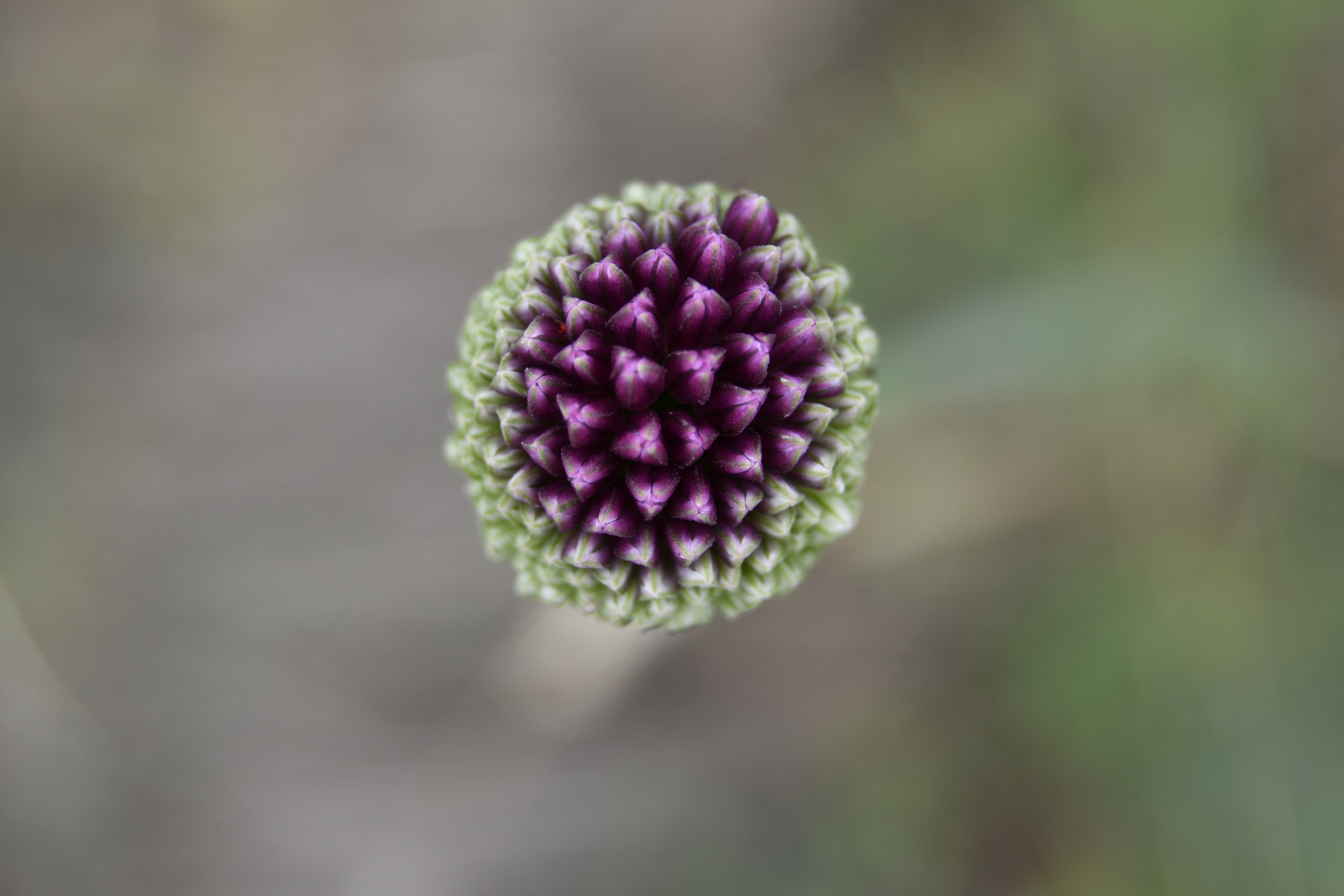 Laden Sie das Blume, Erde/natur, Wildblume-Bild kostenlos auf Ihren PC-Desktop herunter