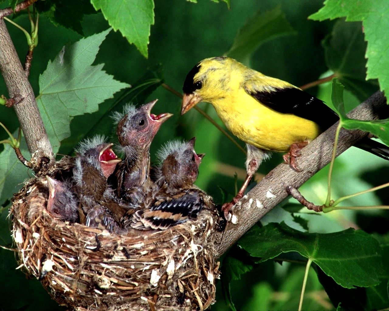 PCデスクトップに動物, 鳥画像を無料でダウンロード