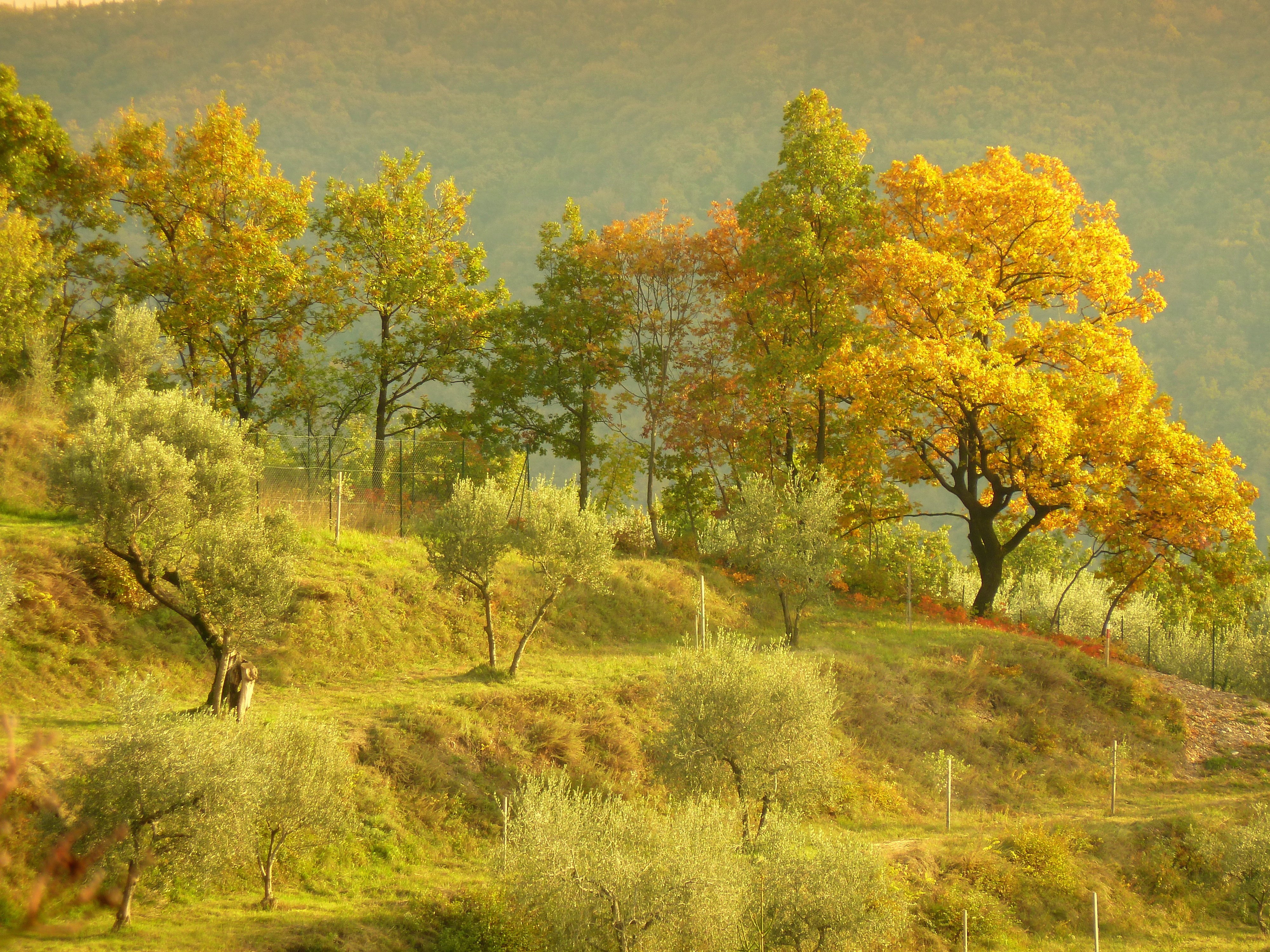 Handy-Wallpaper Landschaft, Herbst, Baum, Gebirge, Erde/natur kostenlos herunterladen.