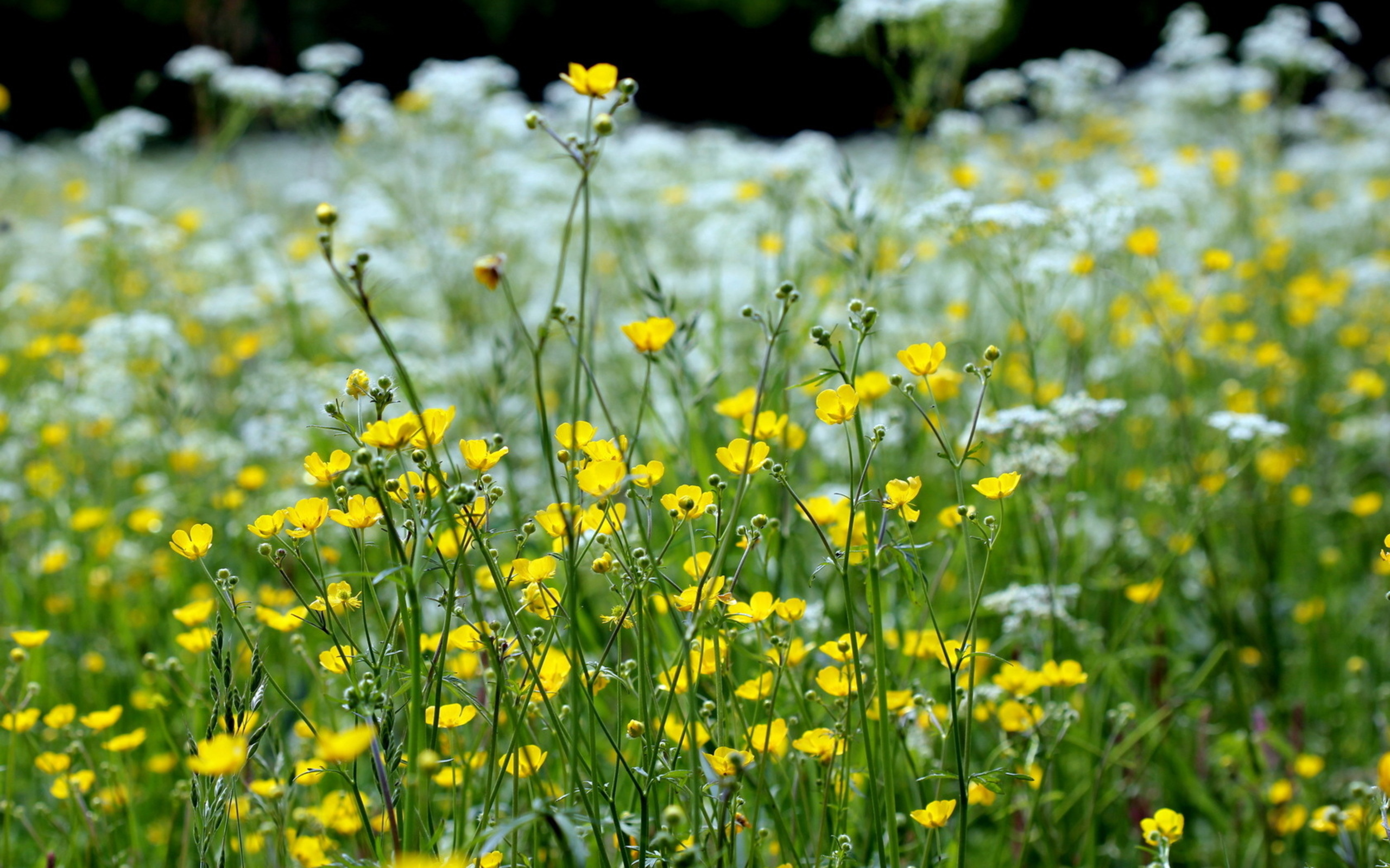 Free download wallpaper Flowers, Flower, Earth on your PC desktop