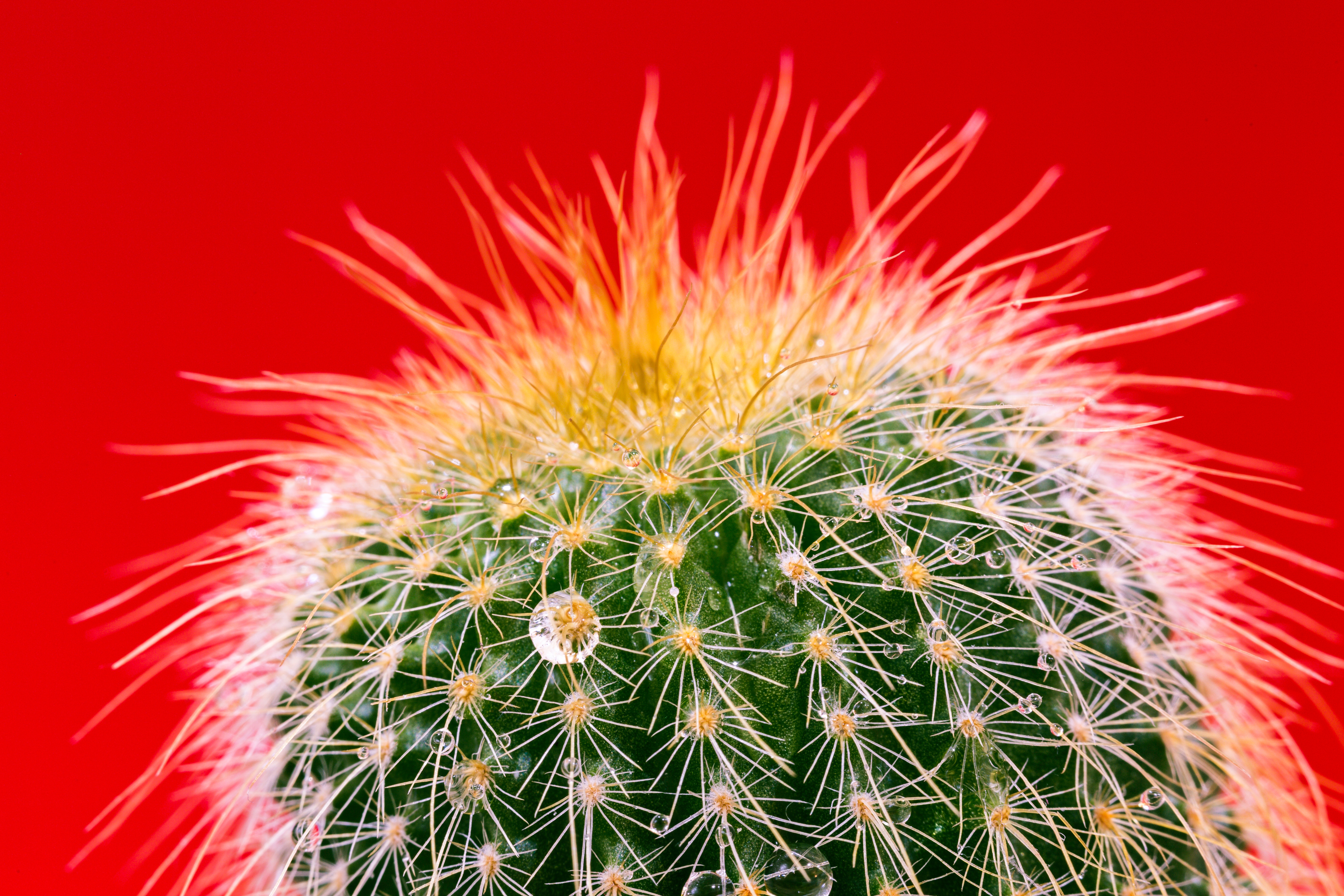 needle, drops, macro, cactus