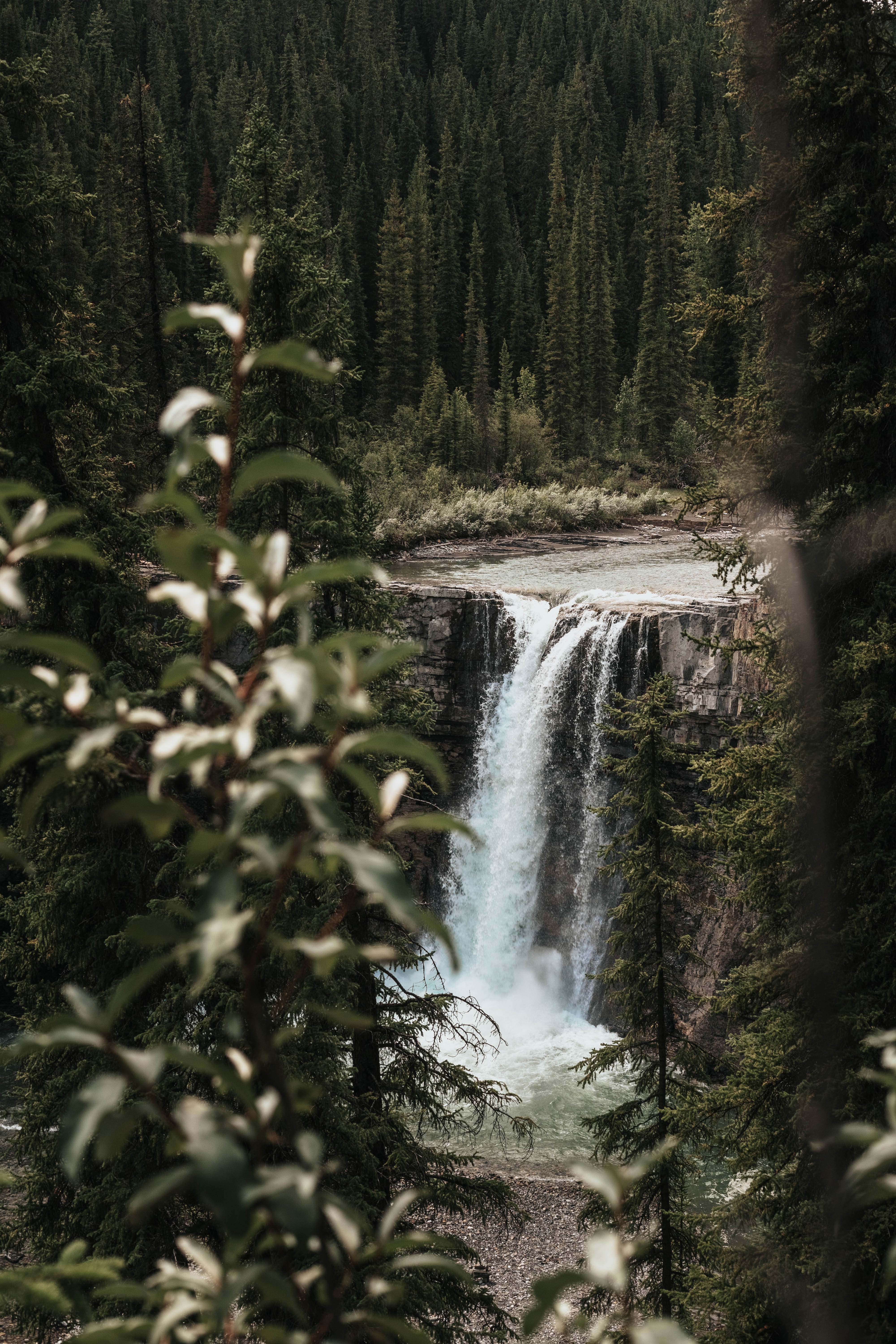 trees, nature, waterfall, branches, break, precipice, flow