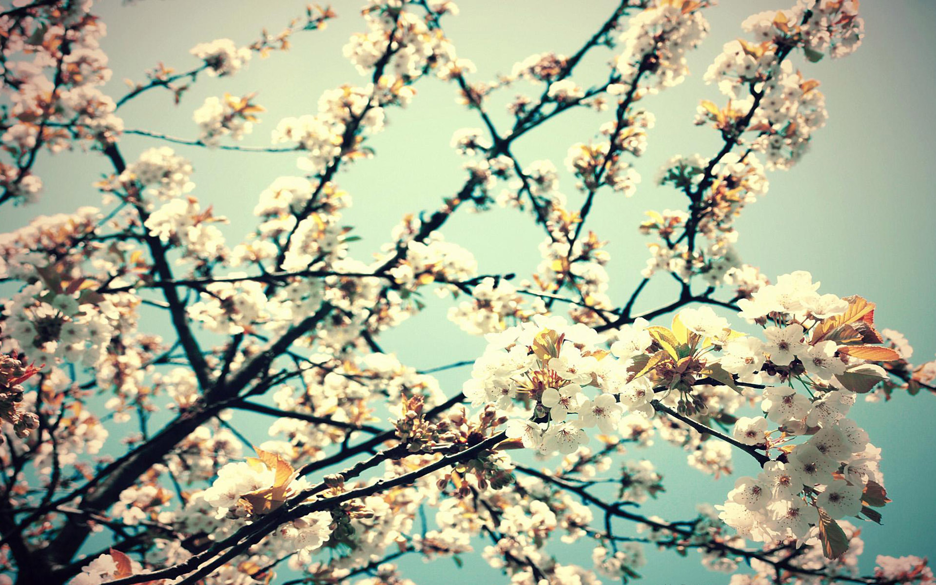 Download mobile wallpaper Earth, Blossom for free.