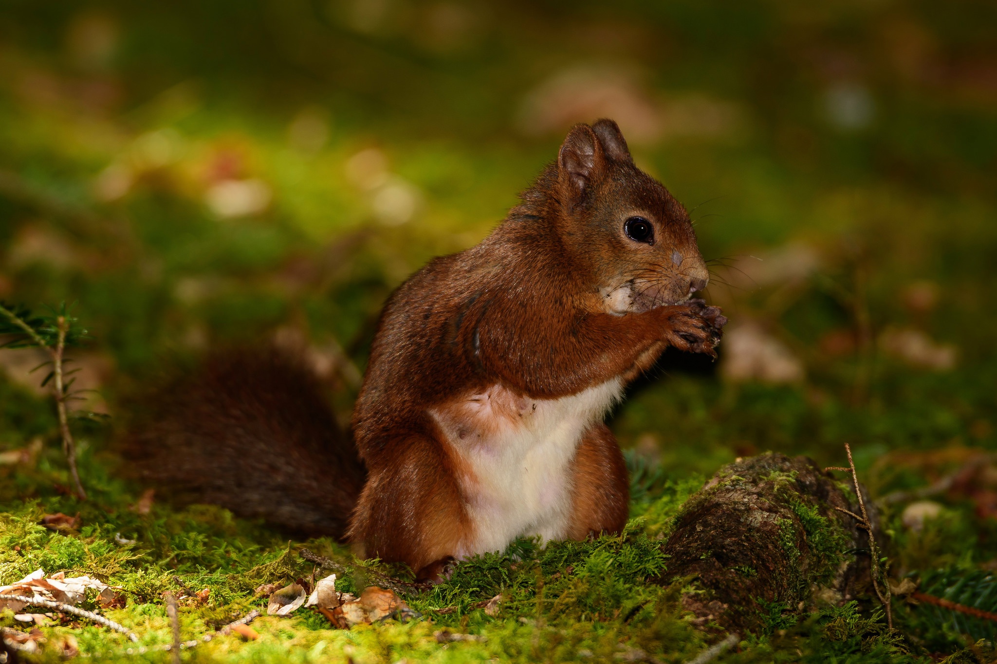 Free download wallpaper Squirrel, Close Up, Animal, Moss, Rodent on your PC desktop