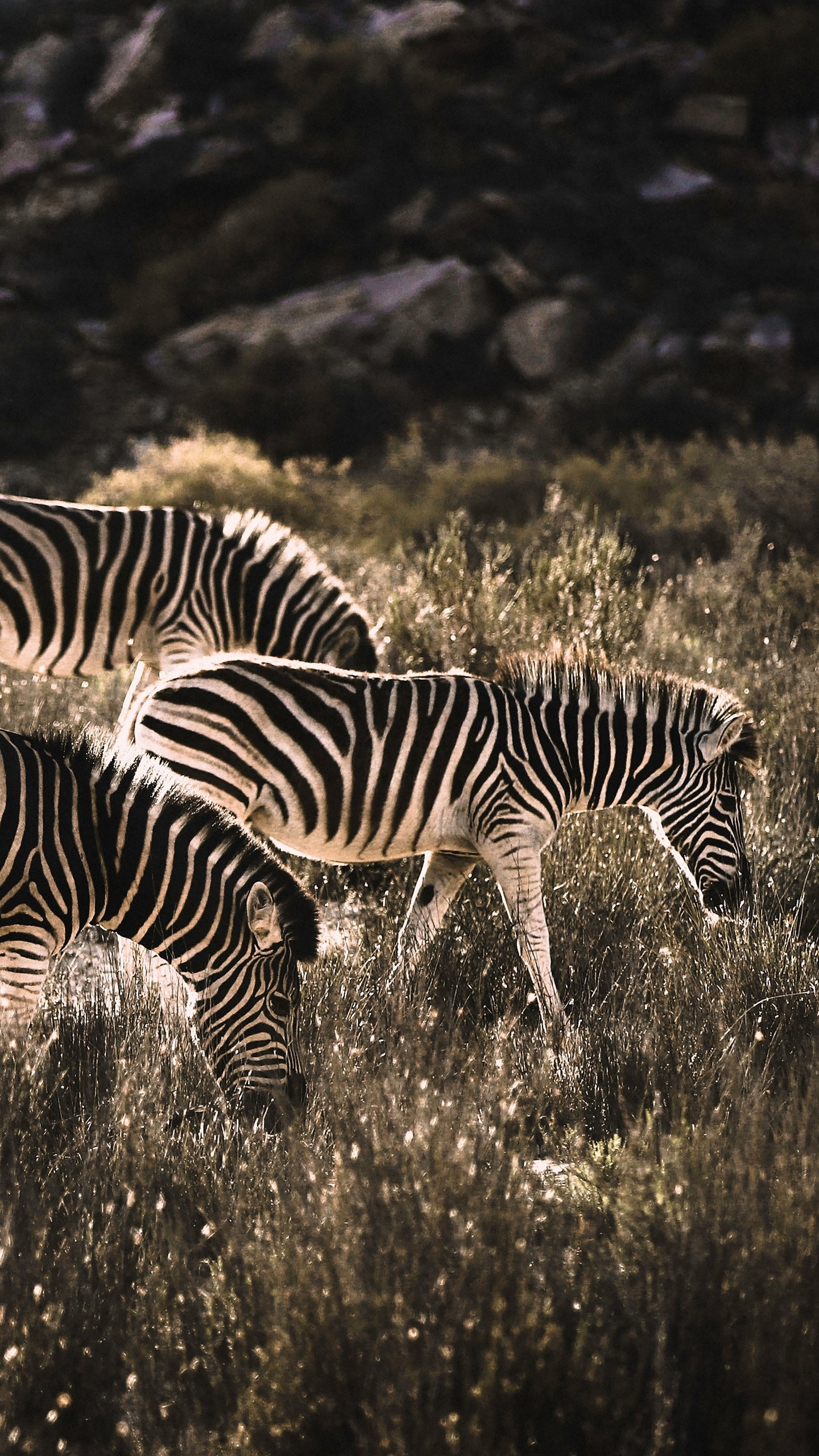 Download mobile wallpaper Zebra, Animal for free.