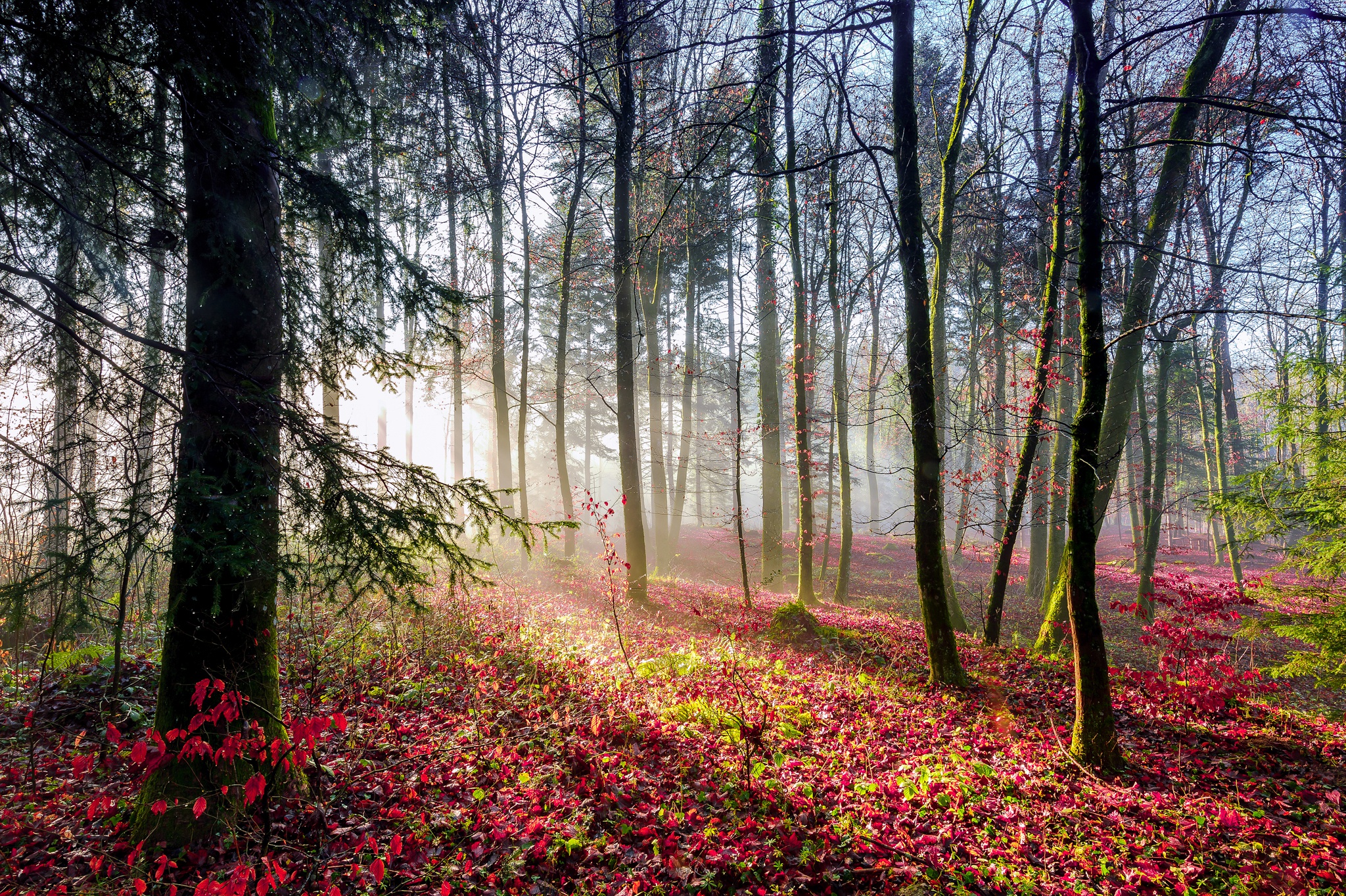 Handy-Wallpaper Natur, Wald, Baum, Sonnenstrahl, Erde/natur kostenlos herunterladen.