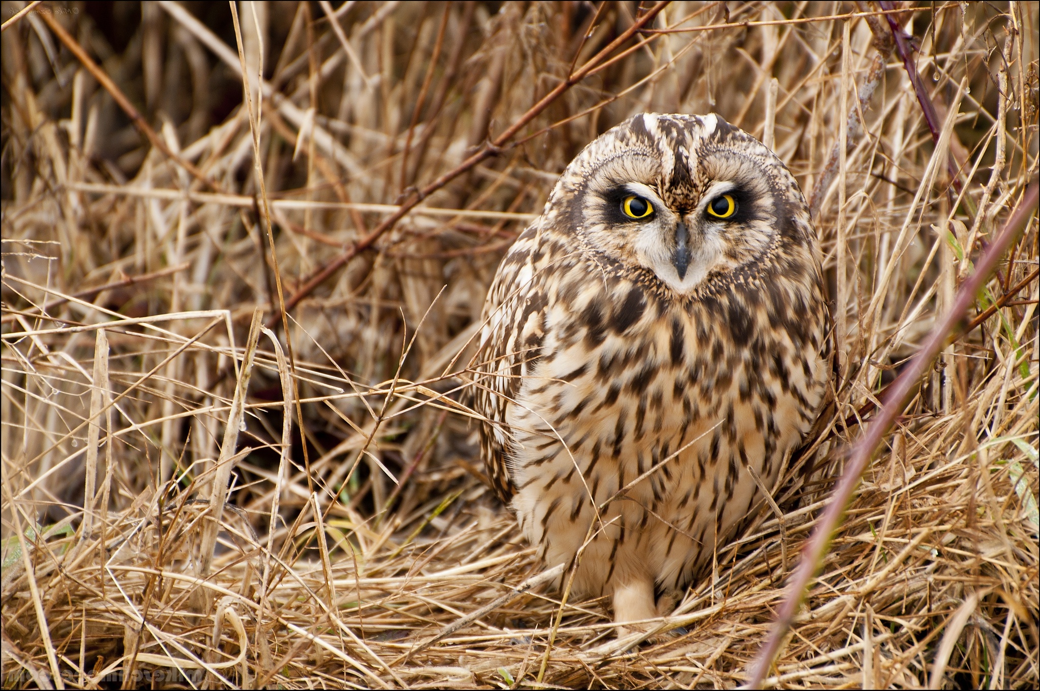 Téléchargez des papiers peints mobile Hibou, Des Oiseaux, Animaux gratuitement.